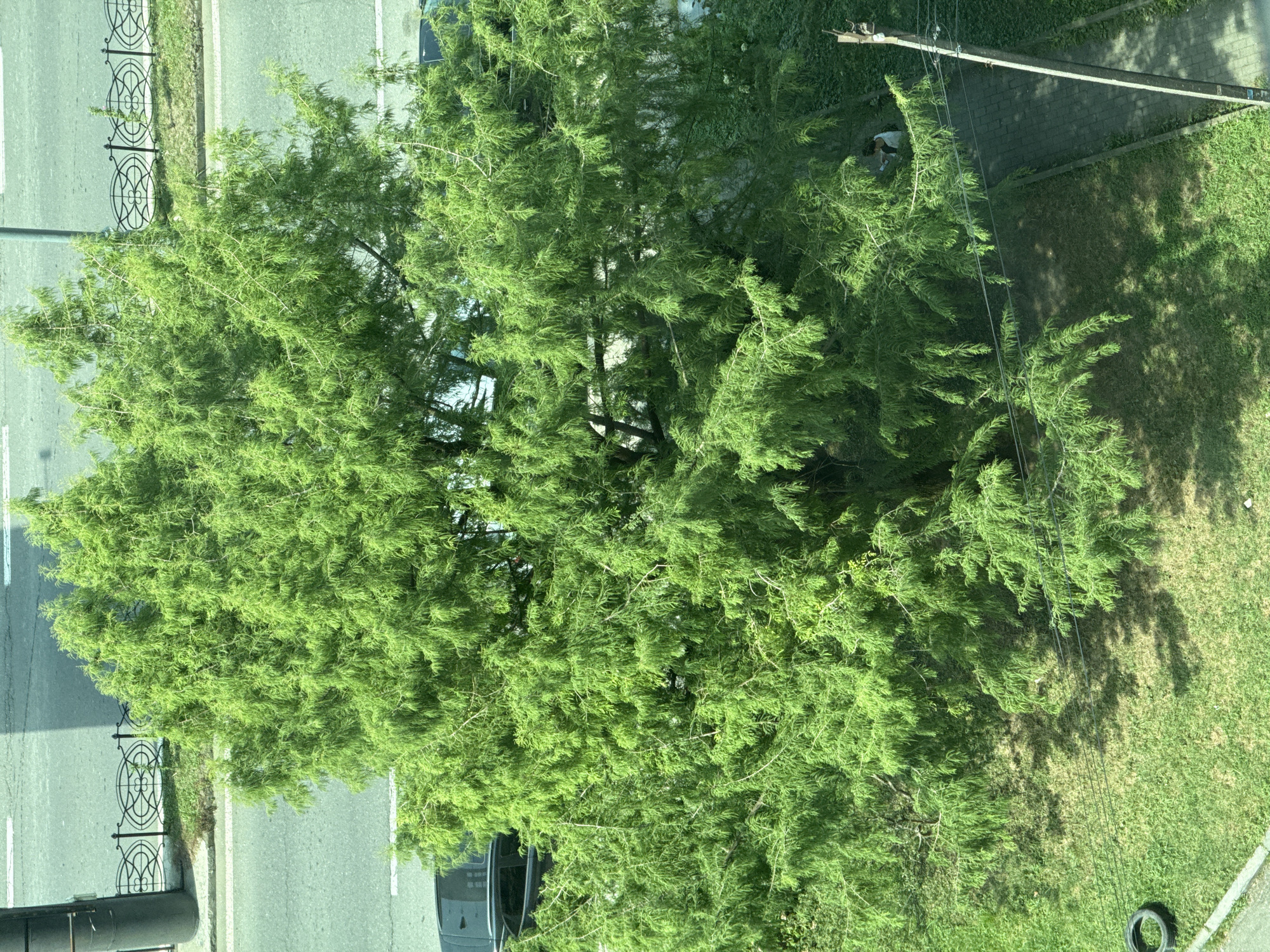 The image, taken from an elevated perspective, displays a dense, vibrant green tree occupying the majority of the frame. The tree's branches are laden with fine, feathery foliage, casting dappled shadows on the grassy ground below. To the left, a section of a paved road is visible, with a black car partially obscured by the tree's lower branches. A black metal fence with an ornate, scrolling pattern runs along the edge of the road, separating it from a strip of green grass. A black circular object, possibly a tire, lies on the grass in the lower left corner. To the right, a paved walkway or sidewalk runs alongside the grass, with a person seated on a bench beneath the tree's canopy, appearing to read or interact with a device. A vertical utility pole with wires is also present on the right side of the frame. The overall scene suggests a public urban space with a significant green element, likely a park or a tree-lined street in Batumi, Georgia, given the presence of what appears to be lush vegetation typical of the city.