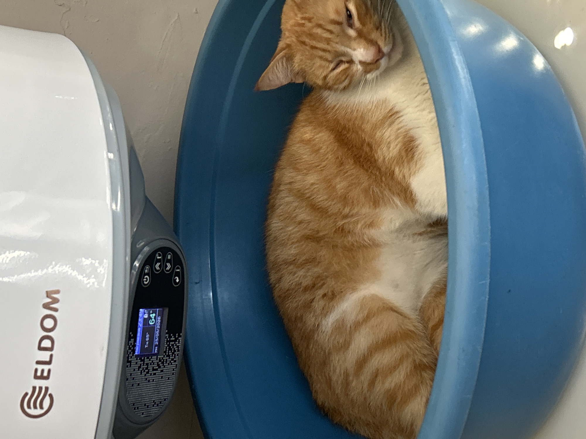 An orange tabby cat is curled up inside a blue plastic bowl. Next to the bowl is a white appliance with the word "ELDOM" printed vertically on its side. The appliance's display shows a temperature reading of 64 degrees. The image was taken indoors. Burgas, Bulgaria, is not discernible from the information present in the image.