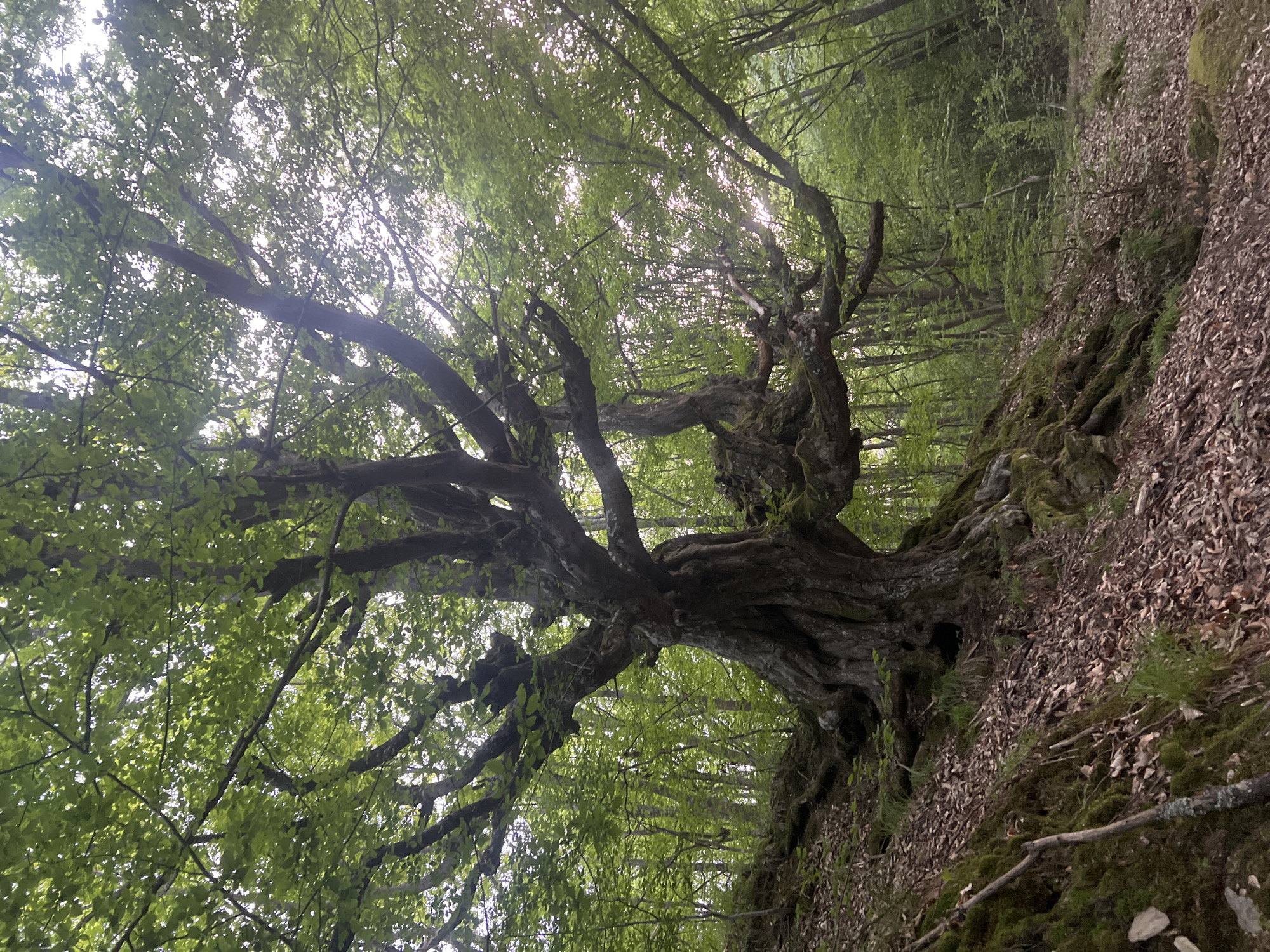 The image shows a large, gnarled tree on the edge of a hillside in Gorno Kamartsi, Bulgaria. The tree's trunk is thick and twisted, covered in moss and possibly some decay. It branches out extensively, with leaves primarily at the ends of the branches. The hillside is covered in dead leaves, moss, and exposed roots. The background is a dense forest of trees with green leaves, obscuring the sky, though some light peeks through the foliage. The image is taken from a low angle, looking up at the tree. The scene appears quiet and undisturbed.