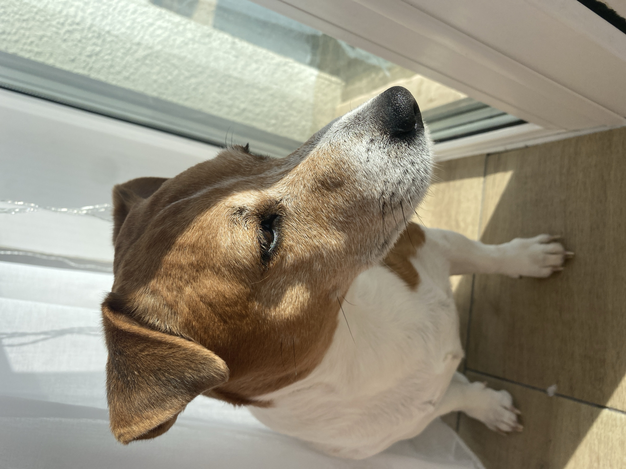 A Jack Russell Terrier-type dog, exhibiting a white coat with brown-tan markings primarily on its head and ears, is situated indoors within the city of Chaikovsky, Russia. The dog is seated on a light-toned, tiled floor. Graying is evident on the dog's muzzle. Its eyes are dark brown, and its nose is black. The scene is illuminated by strong, direct sunlight originating from the right, casting defined shadows on the dog's left side and the floor. A white, translucent curtain is visible on the left side of the frame, and a white window or door frame is present on the right. The dog's head is oriented towards the right, with its gaze appearing to be directed beyond the frame.