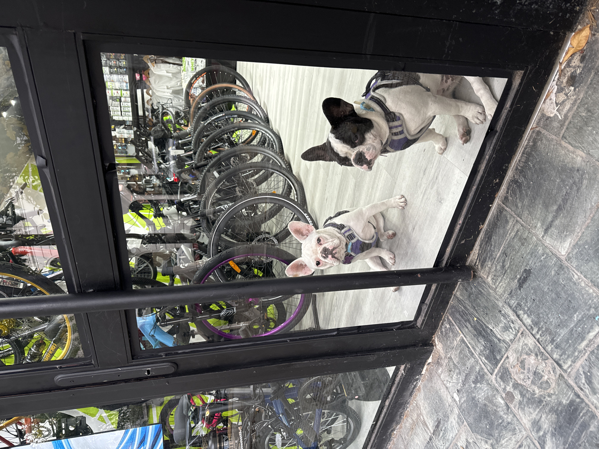 Two French Bulldogs are lying on a light gray tiled floor, looking at the viewer through a glass storefront. The store behind the glass appears to be a bicycle shop, with numerous bicycles and wheels visible. The storefront has a black metal frame. The photo is taken from a low angle, possibly from the ground. The location is likely in Buenos Aires, Argentina, as the image was taken in that city.