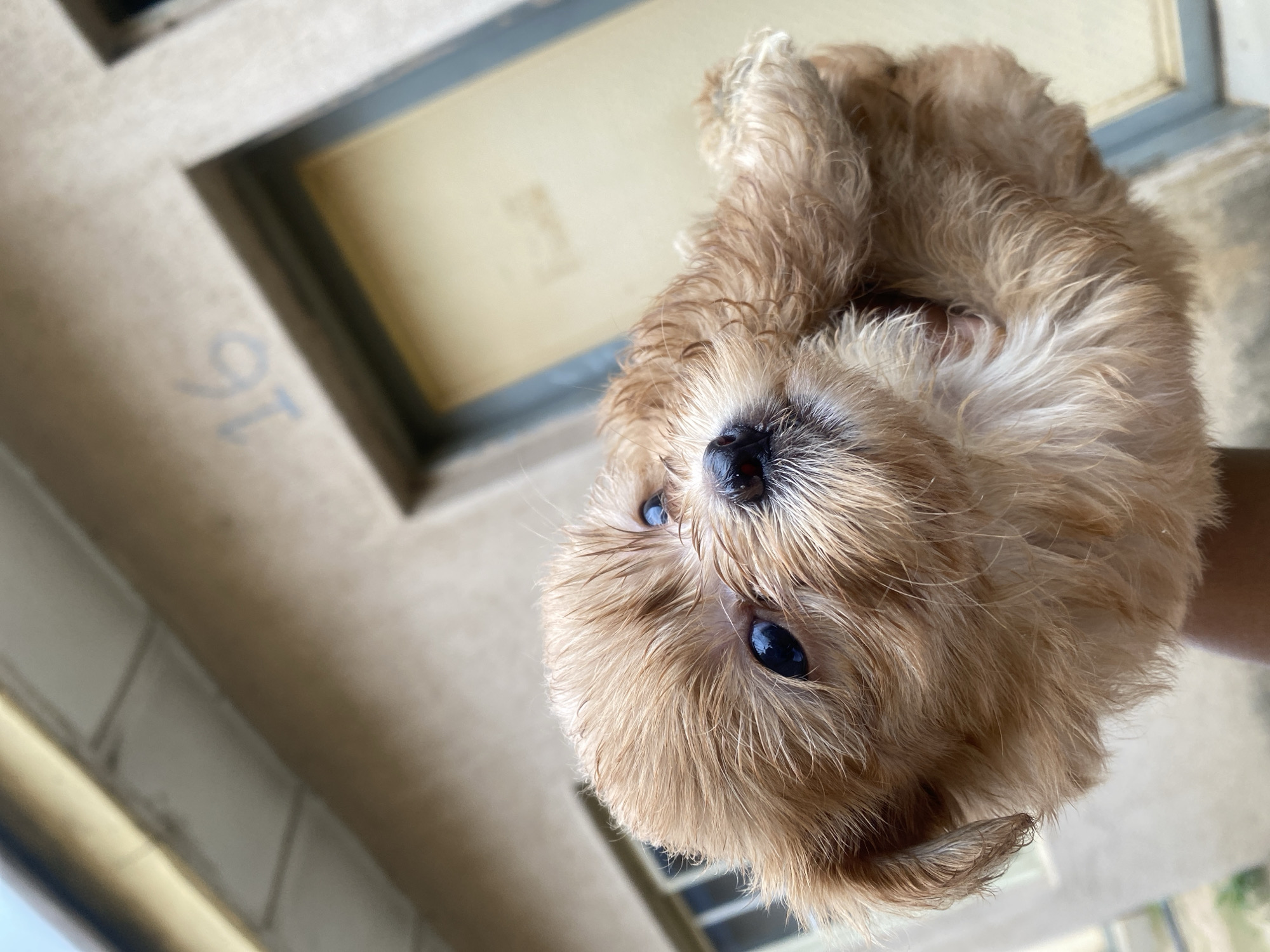 A close-up shot, taken from a low angle, features a fluffy, light brown puppy held upside down. The puppy has dark, round eyes and a wet nose. Its fur is a bit matted, suggesting it might have recently been washed or is naturally a bit damp. The background is blurred, but appears to be outdoors with neutral-colored building elements. To the left, a section of a wall is visible with the number "91" stenciled in a faint blue color. The overall lighting suggests it is daytime, and the focus is entirely on the adorable puppy. No specific weather conditions are discernible. The scene is likely a residential or outdoor area, possibly a patio or balcony given the architectural elements. The puppy's expression could be interpreted as curious or slightly bewildered due to its inverted position.