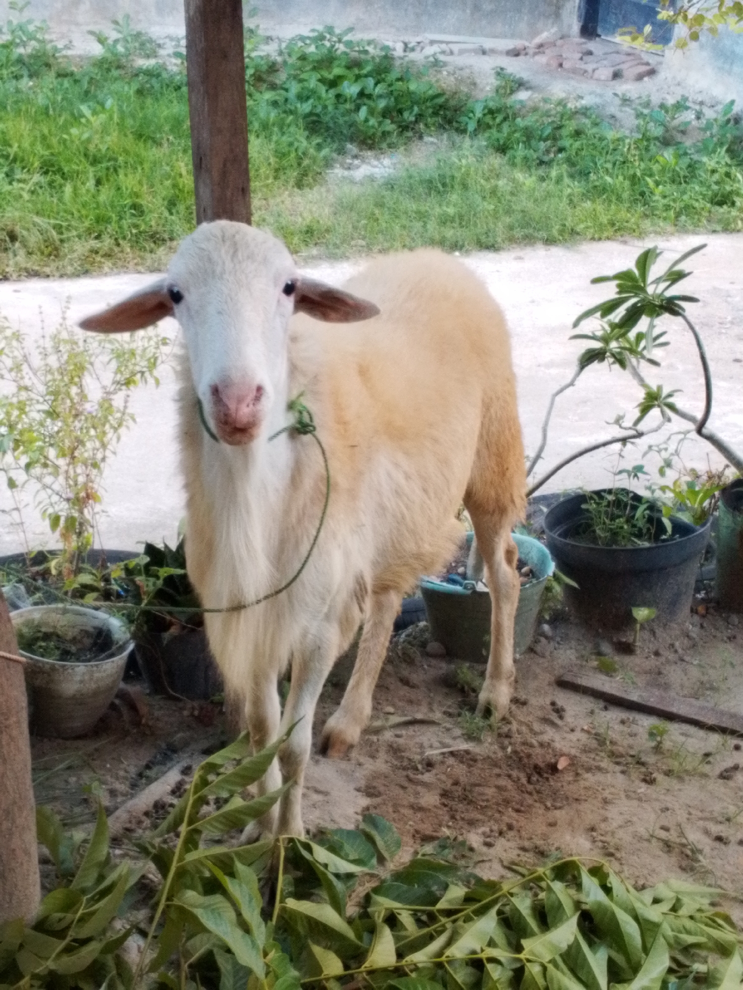 A medium shot shows a sheep standing near several potted plants in an outdoor setting in Lhokseumawe, Indonesia. The sheep is light brown and white with a rope around its neck, positioned between a wooden post and potted plants. The ground is dirt and sparse vegetation, with a pile of green leaves in the foreground. In the background, there are lush green plants and a concrete wall.
