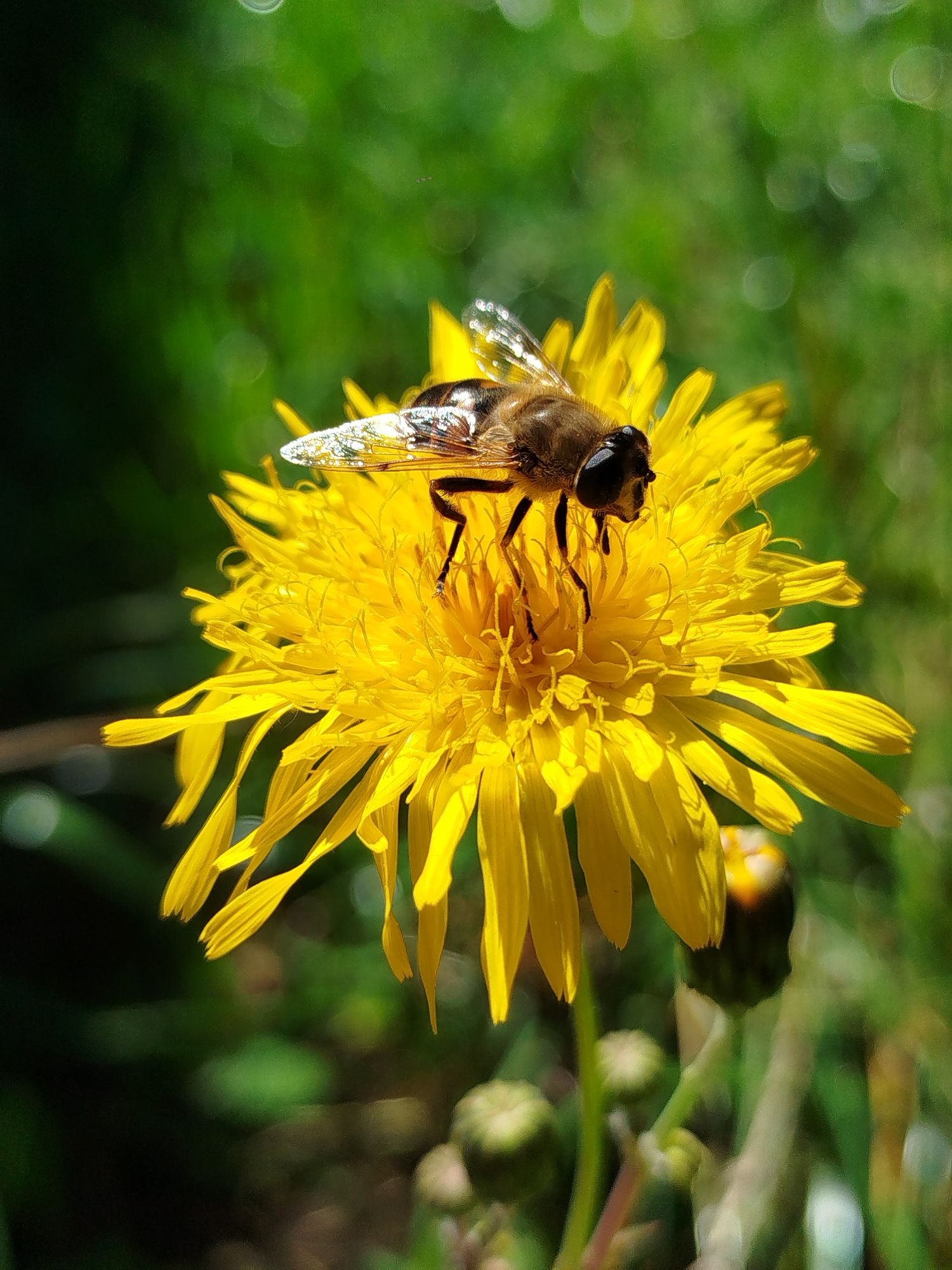 A close-up, macro shot captures a hoverfly, characterized by its dark, segmented body and large, multifaceted eyes, perched on a bright yellow dandelion flower. The hoverfly's delicate, translucent wings are spread, showcasing intricate vein patterns and reflecting the sunlight. The dandelion's vibrant petals are in sharp focus, creating a stark contrast with the soft, blurred green background of grass and foliage, suggesting an outdoor, natural setting. The lighting indicates a sunny day, casting subtle shadows and highlighting the textures of the insect and flower. The image was taken in the garden of a private residence located in the SNT (Gardening Association) "Cheremukha" within the city of Chkalovskoye, Russia.