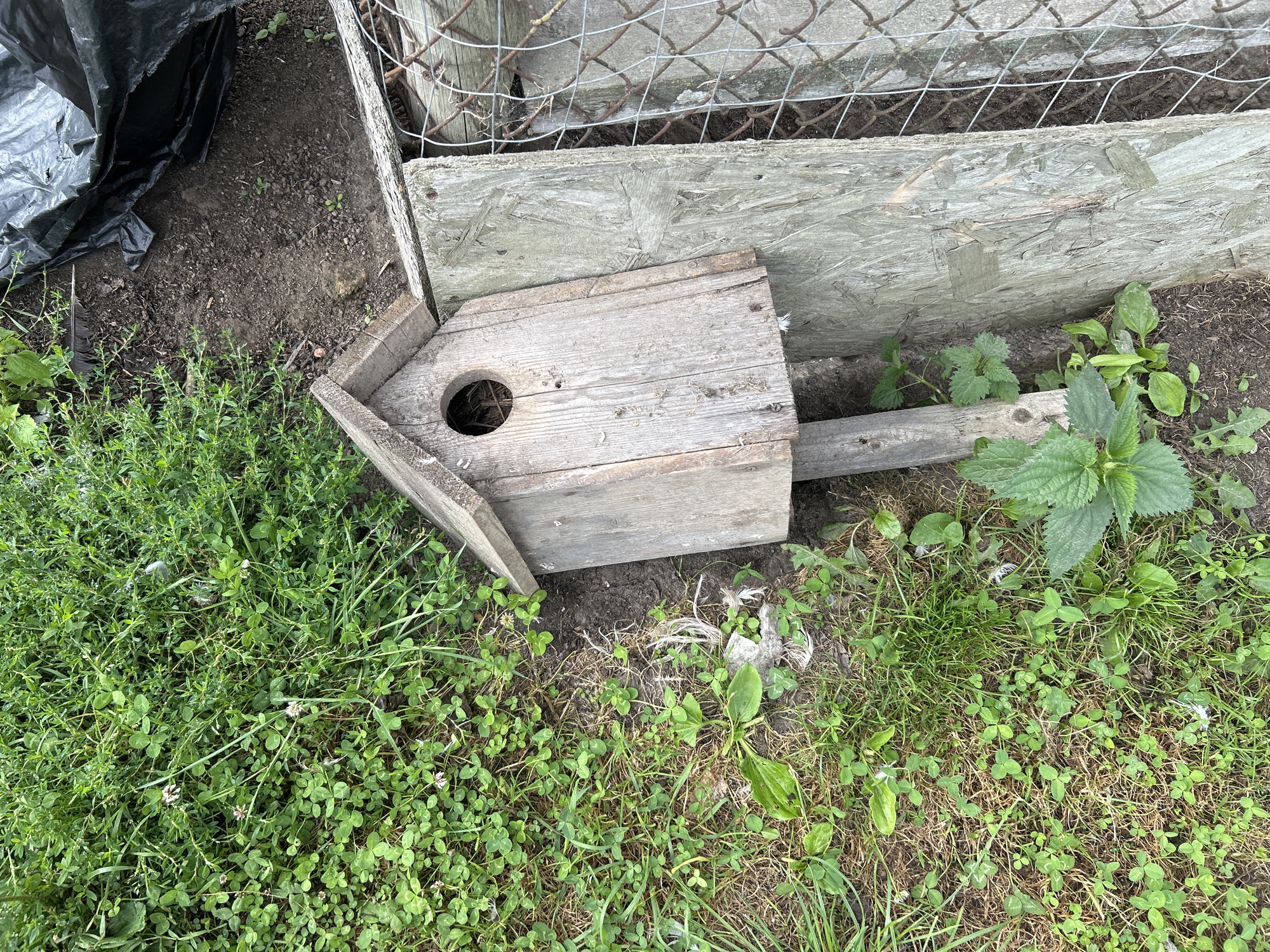 The image shows a weathered, wooden birdhouse mounted on a pole, situated outdoors in an area with overgrown green vegetation and bare soil. A section of a wire fence is visible on the right side of the frame, along with a large piece of black plastic sheeting in the background. The scene appears to be a backyard or undeveloped area.
