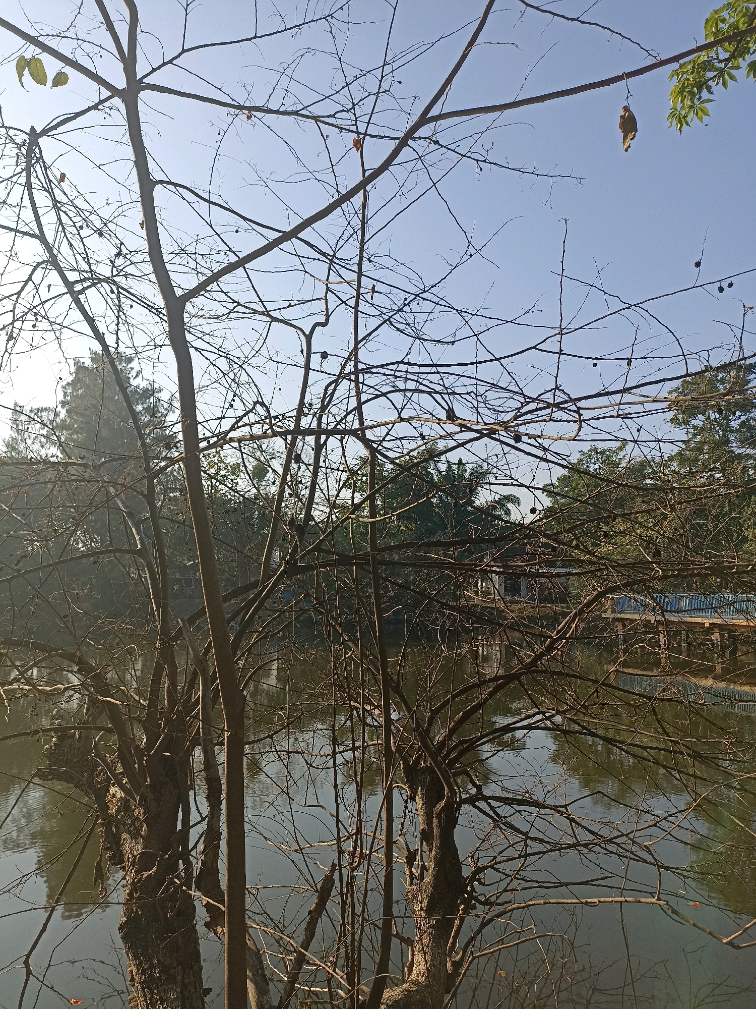 The image captures a serene natural scene near a body of water, likely a lake or pond, with a clear blue sky overhead. In the foreground, the silhouette of a bare tree with intricate branches dominates the frame, creating a stark contrast against the lighter sky. The tree's branches are thin and spread out, with a few small, dried leaves clinging to them.
In the middle ground, the calm surface of the water reflects the surroundings, including the branches of the tree and the vegetation on the opposite bank. A wooden bridge with blue railings is visible in the distance, spanning across the water. The bridge appears to be elevated and leads to a small building or structure on the other side.
The background is filled with lush green trees and foliage, suggesting a park or a natural reserve. The overall atmosphere of the image is peaceful and tranquil, conveying a sense of nature's beauty and the quietude of the location.
While the image itself does not explicitly indicate the city of Lamongan, Indonesia, this type of scenery, with its placid water bodies, surrounding greenery, and tranquil ambiance, is characteristic of many natural attractions found in and around Lamongan. Such locations often serve as popular spots for relaxation and outdoor activities.