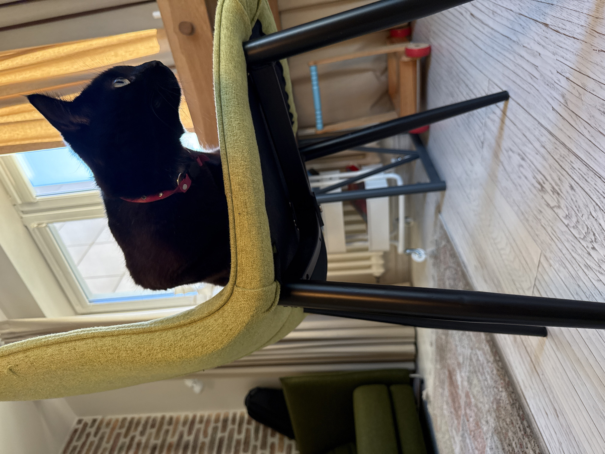 A black cat with a red collar is sitting on a lime green upholstered chair. The chair has black metal legs and is positioned in a room with light-colored wooden floors. In the background, there is a window with sunlight streaming through, sheer orange curtains, a brick wall, and a green sofa. The image is a low-angle shot, with the cat as the primary subject. There is no discernible information about the city of Minsk, Belarus, in the image.