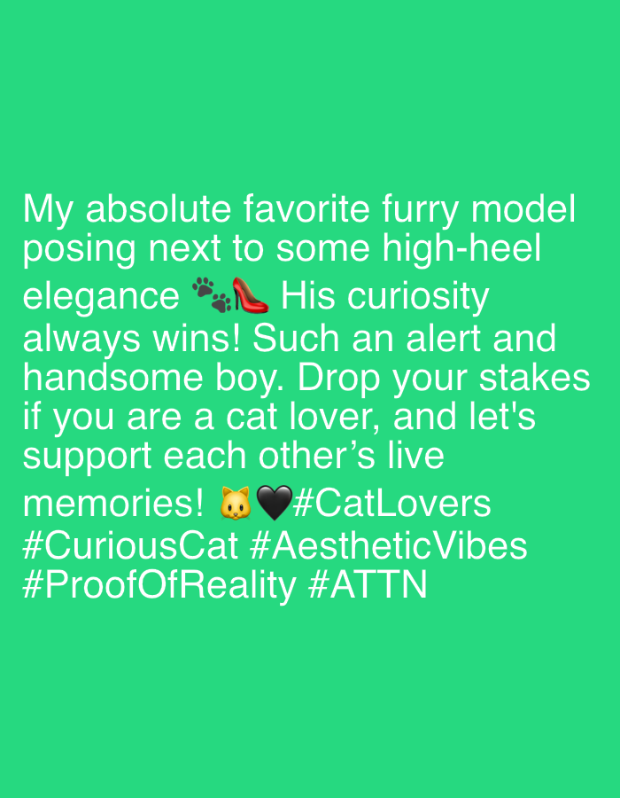 The image contains text against a bright green background. The text appears to be a social media post. The first line reads "My absolute favorite furry model". The second line is "posing next to some high-heel". The third line is "elegance 🐾👠 His curiosity". The fourth line is "always wins! Such an alert and". The fifth line is "handsome boy. Drop your stakes". The sixth line is "if you are a cat lover, and let's". The seventh line is "support each other's live". The eighth line is "memories! 🐈🖤#CatLovers". The ninth line is "#CuriousCat #AestheticVibes". The tenth line is "#ProofOfReality #ATTN". There is no information in the image about the city of Riverview, United States of America.
