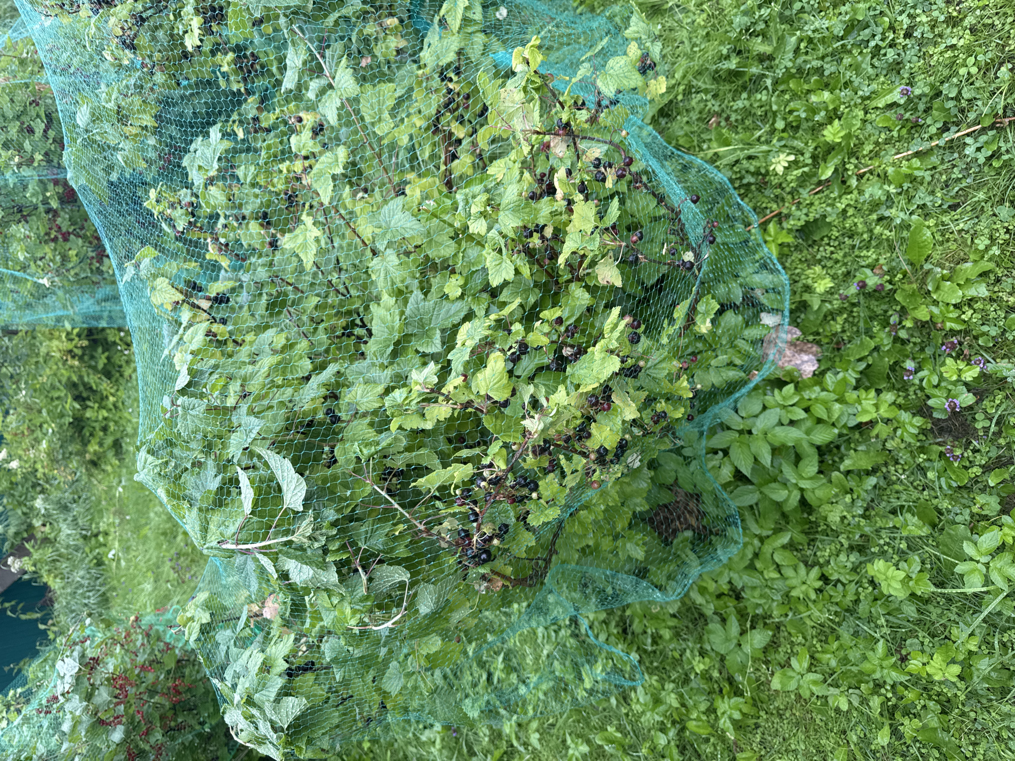 The image shows a close-up view of a blackcurrant bush covered with a green net. The bush is laden with ripe blackcurrants, and its leaves are a vibrant green. The net is draped over the bush to protect the fruit from birds and other wildlife. The scene is set in a garden or backyard, with lush green grass and other vegetation visible in the background. The overall impression is one of abundance and natural beauty. The image is likely taken in a rural or suburban area, given the presence of a garden and the abundance of greenery. The location is identified as Krasnoe, Russia.