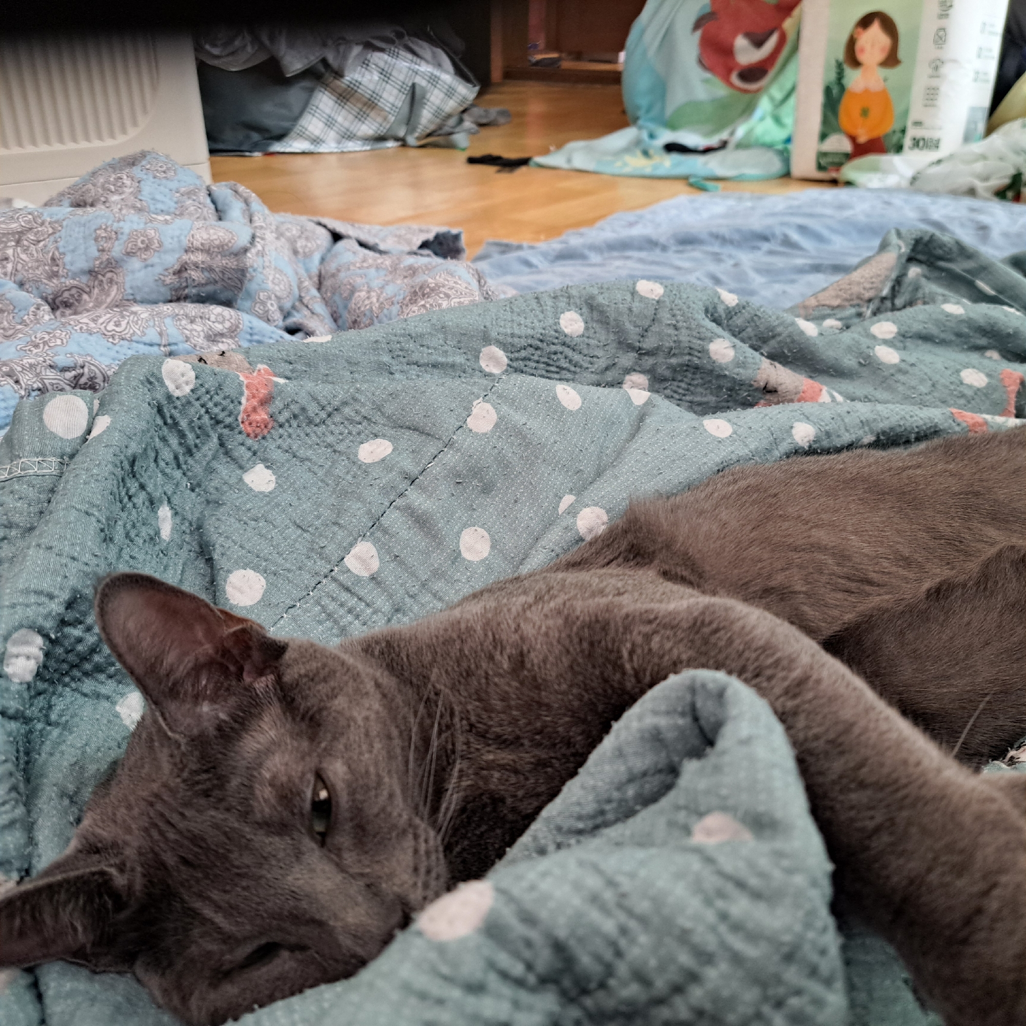 A gray cat is lying on a blue, polka-dotted blanket. The blanket is on a wooden floor, and other blankets and objects are visible in the background. The scene appears to be indoors, possibly in a home or a shelter.