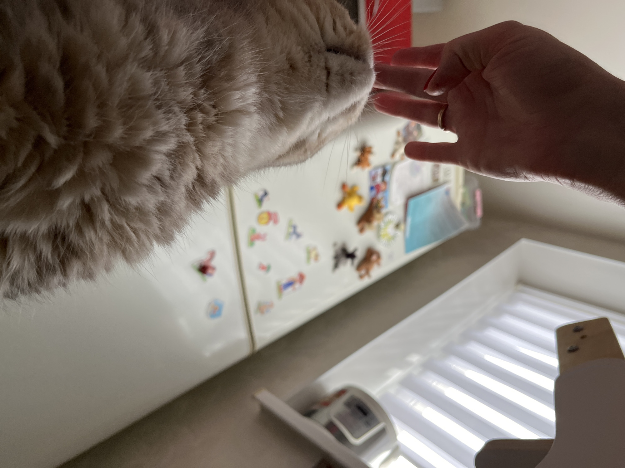 A person's hand reaches toward a cat's face. The cat is a fluffy, light-colored breed. The background includes a white refrigerator with various magnets affixed to its surface. Below the refrigerator is a fluorescent light fixture and the edge of a white object, possibly a piece of furniture. The location and time of day are not discernible from the image. The image does not provide explicit details regarding Chaikovsky, Russia. The picture primarily contains interaction between a human and a cat.
