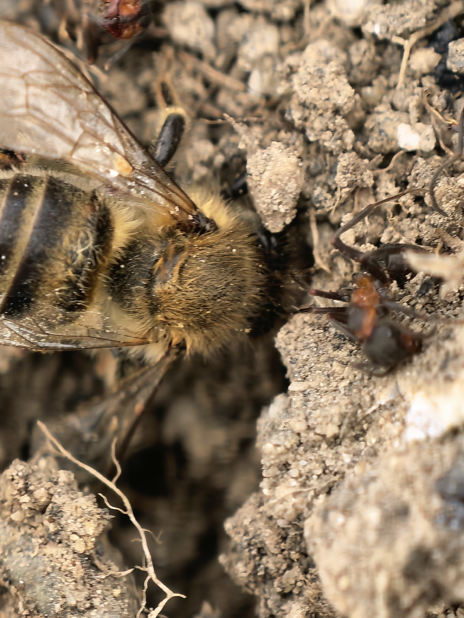 A macro close-up captures a bee resting on loose soil, alongside at least one ant. The bee, a prominent subject, is positioned centrally, showing its fuzzy, light brown thorax and head, with a striped black and yellow abdomen partially visible on the left. Its delicate, translucent wings, detailed with visible veins, extend over its back. Small white particles, likely dust or pollen, are scattered across the bee's body and wings.
To the right of the bee's head, an ant with a reddish-brown head and thorax, and a darker abdomen, is in sharp focus, appearing to interact with the bee. Another ant is partially visible in the blurry upper left background. The ground beneath and around the insects is composed of dry, clumpy soil interspersed with small rocks, pebbles, and fine, dry root structures, indicating an outdoor, earthy setting. The lighting suggests it is daytime. The scene depicts a natural interaction between these insects, possibly a scavenging or predatory encounter involving the ants and the bee. No visible text is present in the image.