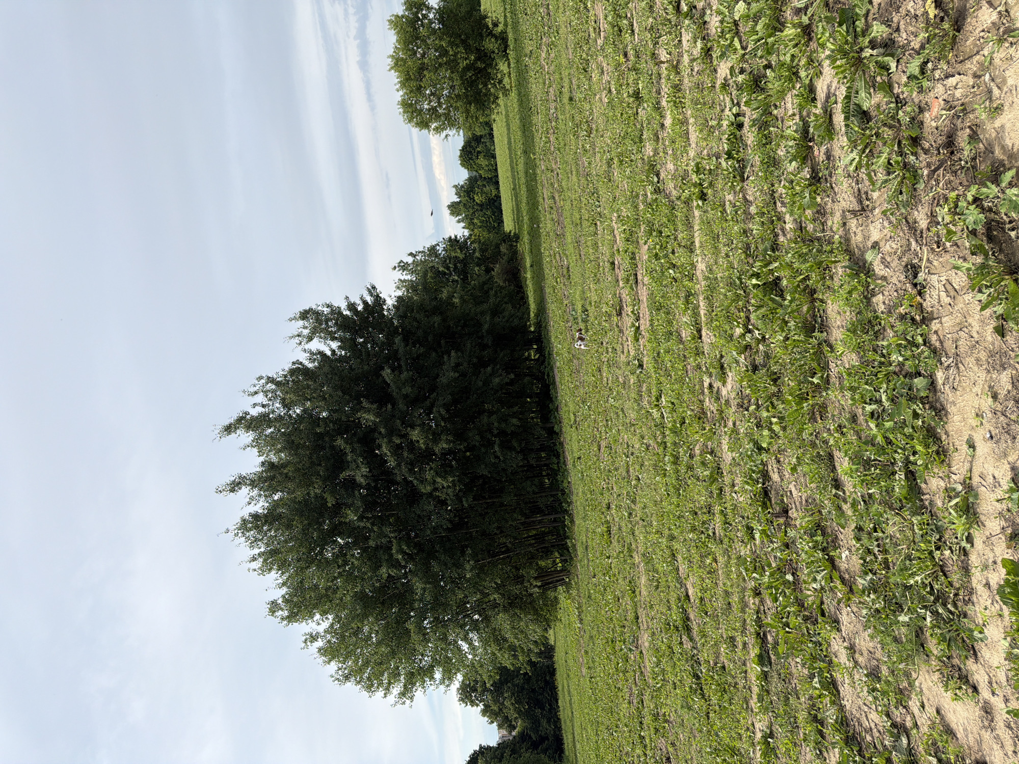 The image depicts a rural landscape under a cloudy sky. In the foreground, a field of green plants, likely a crop, is visible with rows of soil between them. A small dog with brown and white markings is running in the field. In the middle ground, a dense cluster of tall trees stands on the left, and a single, round tree is situated further to the right. In the background, more trees can be seen, and a faint dark object, possibly a bird or an aircraft, is present in the sky. Buildings are also visible in the far distance on the left. The scene appears to be a natural or agricultural area, potentially on the outskirts of a city, given the distant buildings. There is no indication that this image was taken in Moscow, Russia.