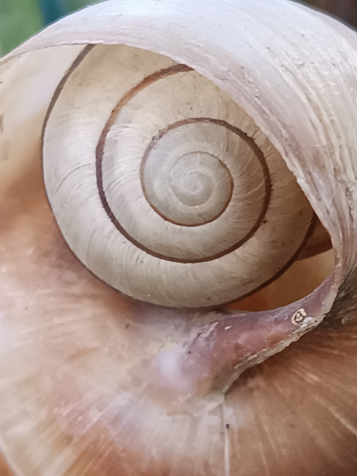 The image is a close-up, macro photograph of the spiral interior of a snail shell. The shell is a pale, creamy beige color with faint brown lines that form concentric circles, creating a distinct spiral pattern that narrows towards the center. The texture of the shell appears smooth with subtle ridges. The outer edge of the shell is visible on the right side of the frame, showing a thicker, more textured surface with a pinkish-brown hue and some lighter speckles. The background is softly blurred, with hints of green at the top left, suggesting an outdoor environment. There are no people or animals visible in the image. The lighting highlights the natural curves and textures of the shell. The image does not provide any information about its location in Viadana, Italy.