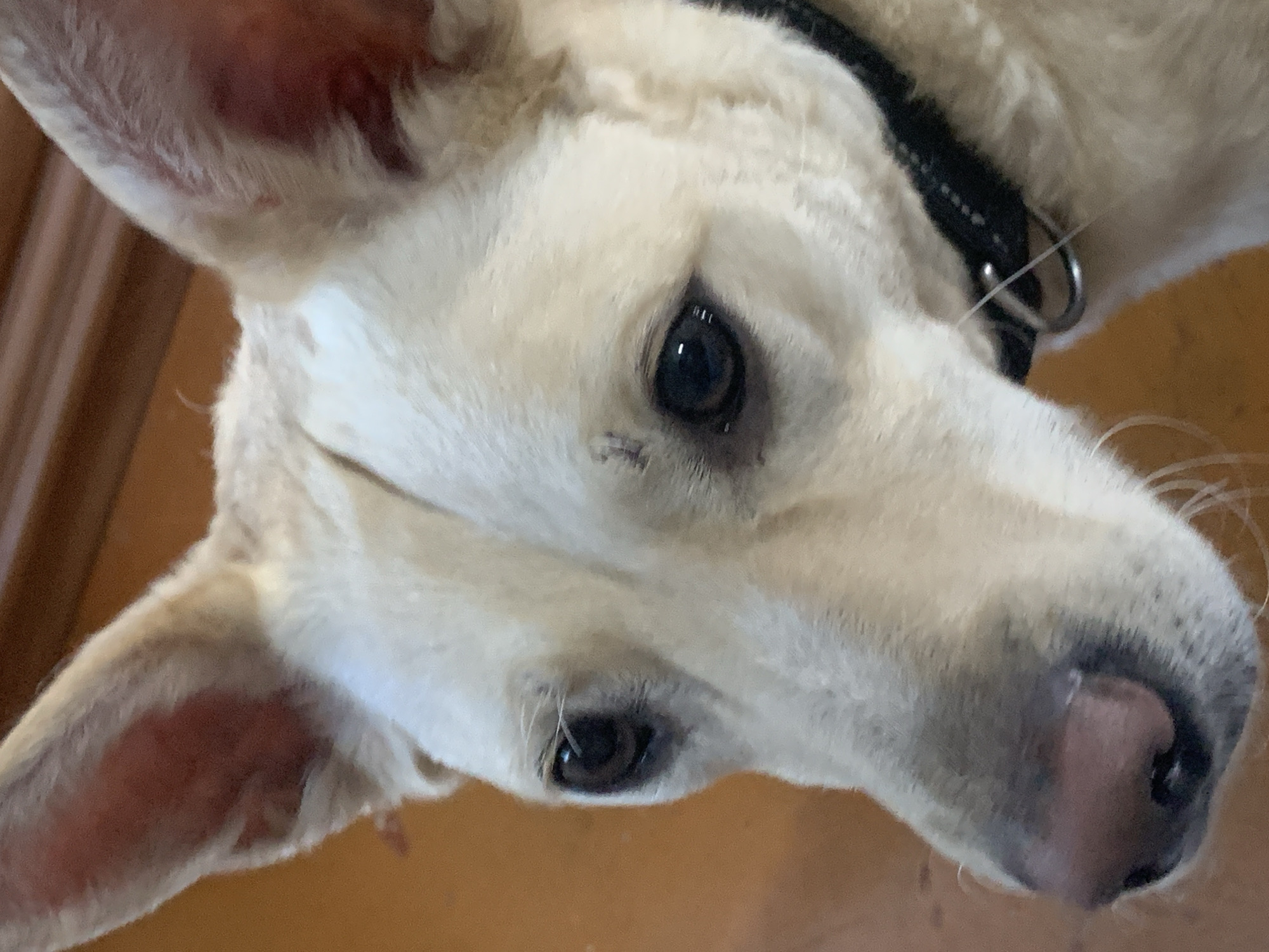 The image depicts a close-up, high-angle view of a light-colored dog, likely indoors, in the city of Unknown, Unknown. The dog's head occupies the majority of the frame, angled downwards and to the left. Its fur is short to medium length, appearing cream or light tan. Both eyes are visible, dark brown with a reflective sheen, and appear to be looking down. Above the dog's right eye (viewer's left), a small, dark, linear mark or scab is present on the forehead. The dog's ears are erect and pointed, with the inner surface showing a distinct reddish-pink coloration. The dog's nose is a pinkish-brown hue, appearing slightly moist, with visible nostrils. A black collar with white stitching and a silver-colored metal D-ring is visible around the dog's neck on the right side of the frame. The background is out of focus, consisting of warm, reddish-brown tones, possibly indicating a wooden floor or furniture. No other subjects or objects are discernible in the environment.