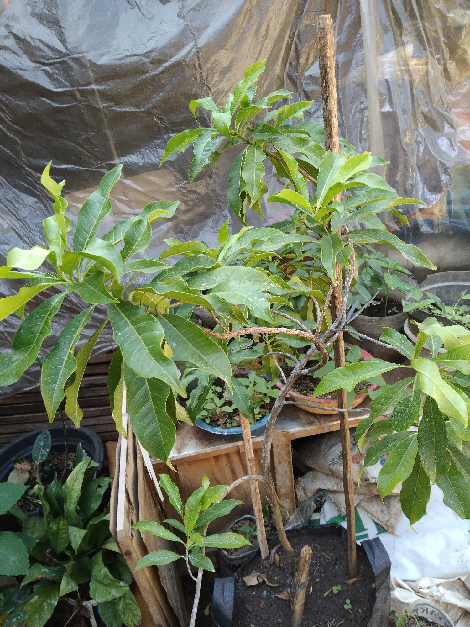 This image depicts an outdoor scene in the city of Kelet, Indonesia, featuring several potted plants. The primary subject is a young mango tree, supported by a wooden stake. The tree has vibrant green leaves and a somewhat gnarled trunk. To the left and right of the mango tree are other smaller plants in pots, one of which is a dark plastic container. In the background, a large, textured tarp, possibly black or dark gray, is visible, along with a lighter, crinkled plastic sheeting. Wooden planks are also present, leaning against something out of frame. The overall environment suggests a garden or nursery setting, possibly an area where plants are being cultivated or stored. There are no people visible in the image. The lighting indicates it is daytime, with sunlight casting shadows and highlighting the textures of the plants and background materials.