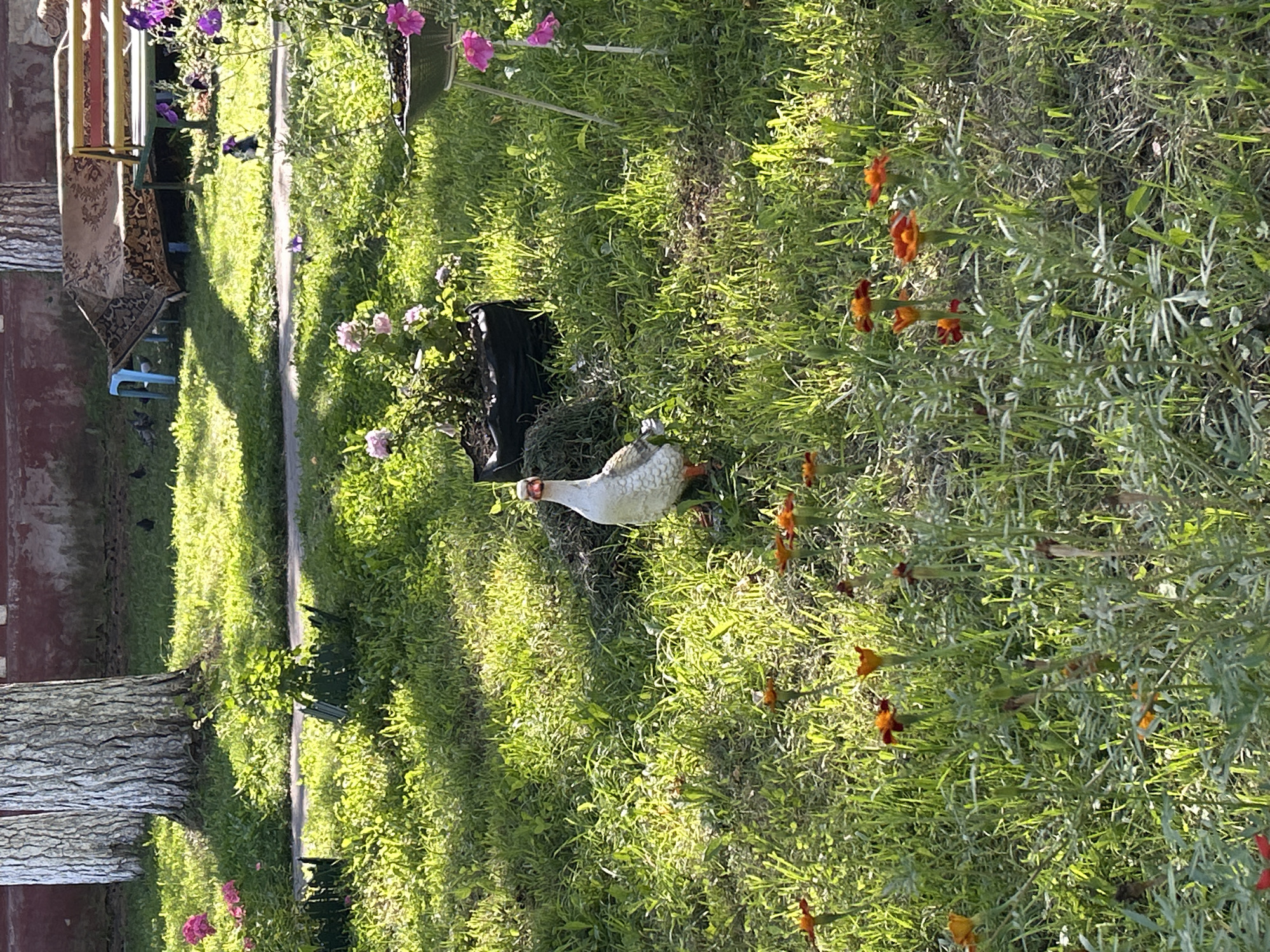 The image depicts a sunny outdoor scene in Tomsk, Russia, likely a park or garden area. In the foreground, a white and gray goose figurine stands in a grassy area dotted with orange marigold flowers. Behind the figurine, a black fabric planter bag sits on the ground. In the background, two large trees with textured bark are prominent. Further back, a colorful bench with a patterned rug draped over it is visible, along with a blue plastic stool. Several birds, appearing to be pigeons, are scattered on the ground near the bench and under the trees. The environment is characterized by lush green grass and sunlight casting dappled shadows.