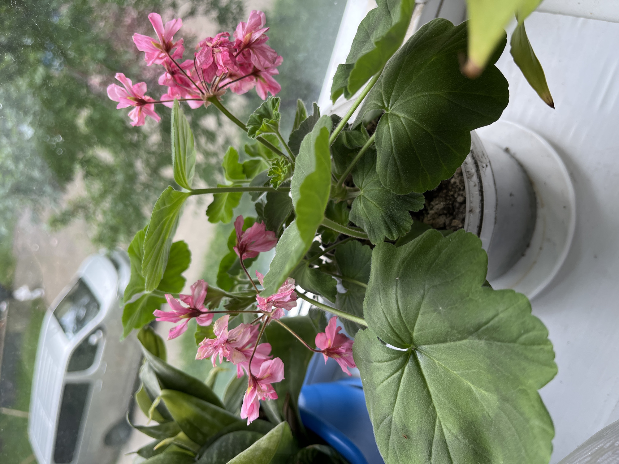 The image captures an indoor scene looking outwards through a window, described as being situated in Minsk, Belarus. A potted flowering plant, identified as a Geranium (Pelargonium), dominates the foreground, resting on a white windowsill. The plant exhibits multiple clusters of small, delicate pink flowers, some appearing vibrant and others showing signs of senescence. Its large, dark green leaves are prominent, featuring distinct venation and a slightly textured, possibly pubescent, surface. The plant is contained within a white plastic pot that sits on a matching white saucer. To the left, a portion of a second potted plant with erect, pointed green leaves, likely a Sansevieria or similar succulent, is visible, alongside a partial blue container.
The exterior view through the window is blurred, revealing a light-colored minivan, possibly silver or white, parked on a paved surface. Behind the vehicle and extending into the background, dense green foliage and trees are visible, indicative of an urban or suburban environment. The atmospheric conditions outside appear soft and diffused, potentially due to cloud cover or humidity, with minor imperfections or droplets on the window glass contributing to the background's soft focus. No unique architectural landmarks or specific geographical identifiers are discernible within the visual frame to independently confirm the specified location of Minsk, Belarus.
