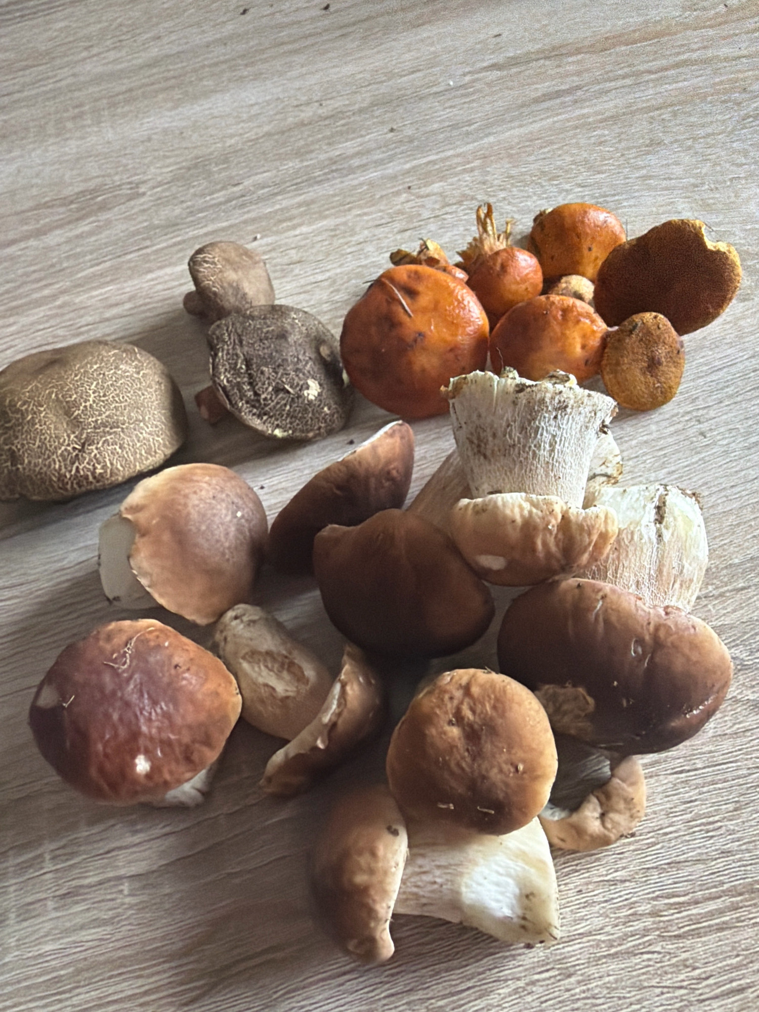 A collection of assorted mushrooms is scattered across a light-colored wooden surface. The mushrooms vary in size, shape, and color, with some exhibiting brown caps and others with orange hues. Several of the mushrooms are large and appear to be whole, while others are cut or broken. The wooden surface has a visible grain pattern. There is no discernible location in the city of Louny, Czechia, nor are there any people or actions depicted in the image.