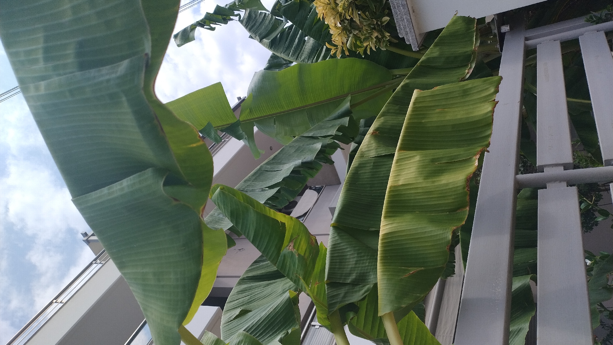 The image shows a cluster of large, green banana leaves against a cloudy sky. A building with white balconies and metal railings is visible in the background. In the foreground, a light gray metal fence runs horizontally across the frame. The scene appears to be an outdoor setting in a residential or urban area. The location is identified as Neoi Epivates, Greece. There are no people or animals visible in the image.