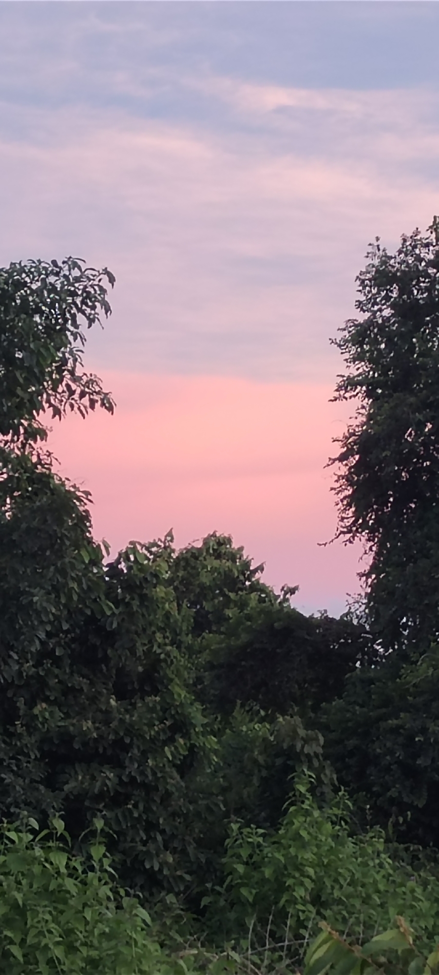 The image shows a view of the sky framed by trees. The sky is pink and light purple, suggesting either sunrise or sunset. The trees are green and leafy. The location, in Lhokseumawe, Indonesia, is based solely on the user's claim.