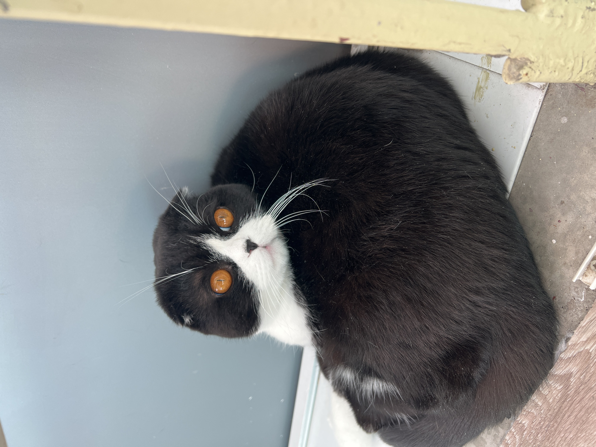 The image features a domestic cat, likely a Scottish Fold or a similar breed, captured in a close-up, eye-level perspective. The cat has striking black fur with prominent white markings on its face, covering its muzzle and extending down its chest. Its large, round eyes are a vibrant amber or orange color with narrow, vertical pupils, gazing directly at the viewer. Long, white whiskers stand out against its dark fur.
The cat appears to be resting or nestled in a confined space. Its body is mostly hidden by its dark fur, with only its head and part of its back visible. The background consists of a light grey-blue wall or vertical surface on the left. A light yellow or beige bar or frame runs along the top and partially down the right side of the frame, possibly part of a window or furniture. Below this bar on the right is a dirtier, light-colored horizontal surface, which could be a windowsill or floor, showing specks of dust and some signs of wear. The lighting suggests it is daytime. The cat's expression appears alert and curious. This scene is set in Perm, Russia. No visible text is present in the image.