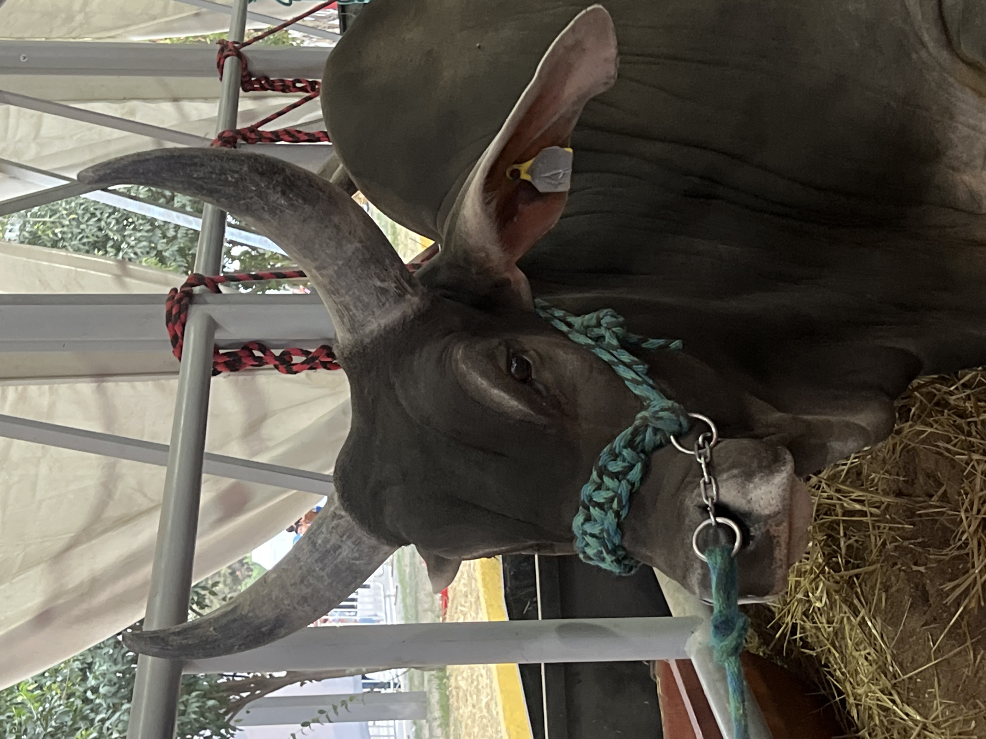 The image captures a close-up view of a dark-colored bull with prominent horns. The bull is wearing a braided rope halter secured with a chain. An identification tag is visible in the bull's ear. The animal appears to be inside a temporary enclosure with metal framework and a white tent-like covering overhead. Hay or straw is scattered on the ground near the bull. The location is Unknown, Unknown.