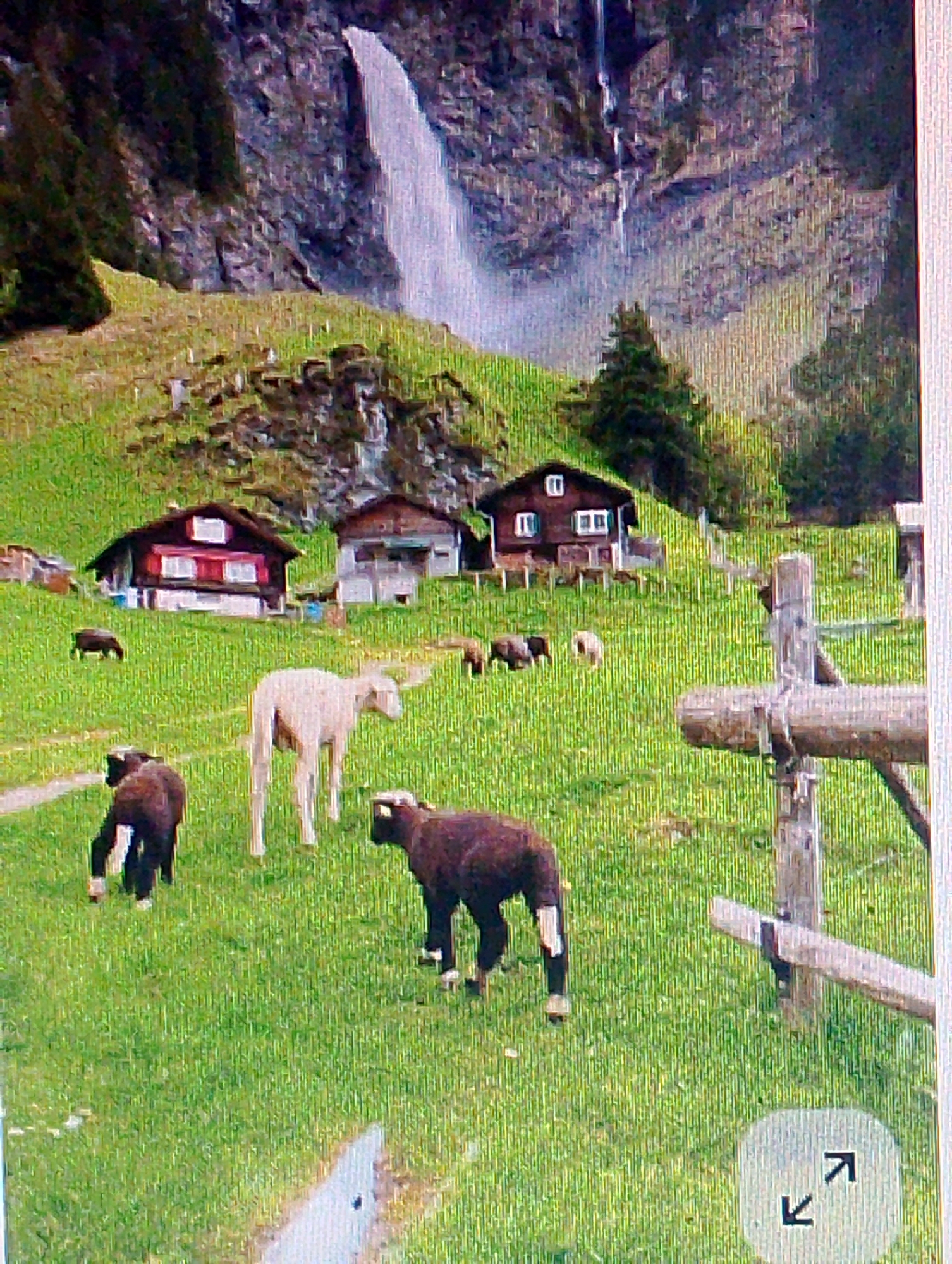 The image depicts a pastoral scene featuring a waterfall cascading down a rocky mountainside, with lush green hills and scattered farmhouses in the foreground. Several sheep graze on the grassy slopes. In the foreground, a white sheep stands in profile, while a dark-colored sheep is positioned to its left, facing away. To the right of the white sheep, another dark-colored sheep is visible from the side. A wooden fence post with horizontal beams is situated on the right side of the image. The backdrop includes two farmhouses, one with a red roof and white trim, and another to its right with a lighter-colored roof. Trees are present on the upper slopes and in the distance. The image does not contain any elements that suggest a location in Magelang, Indonesia.