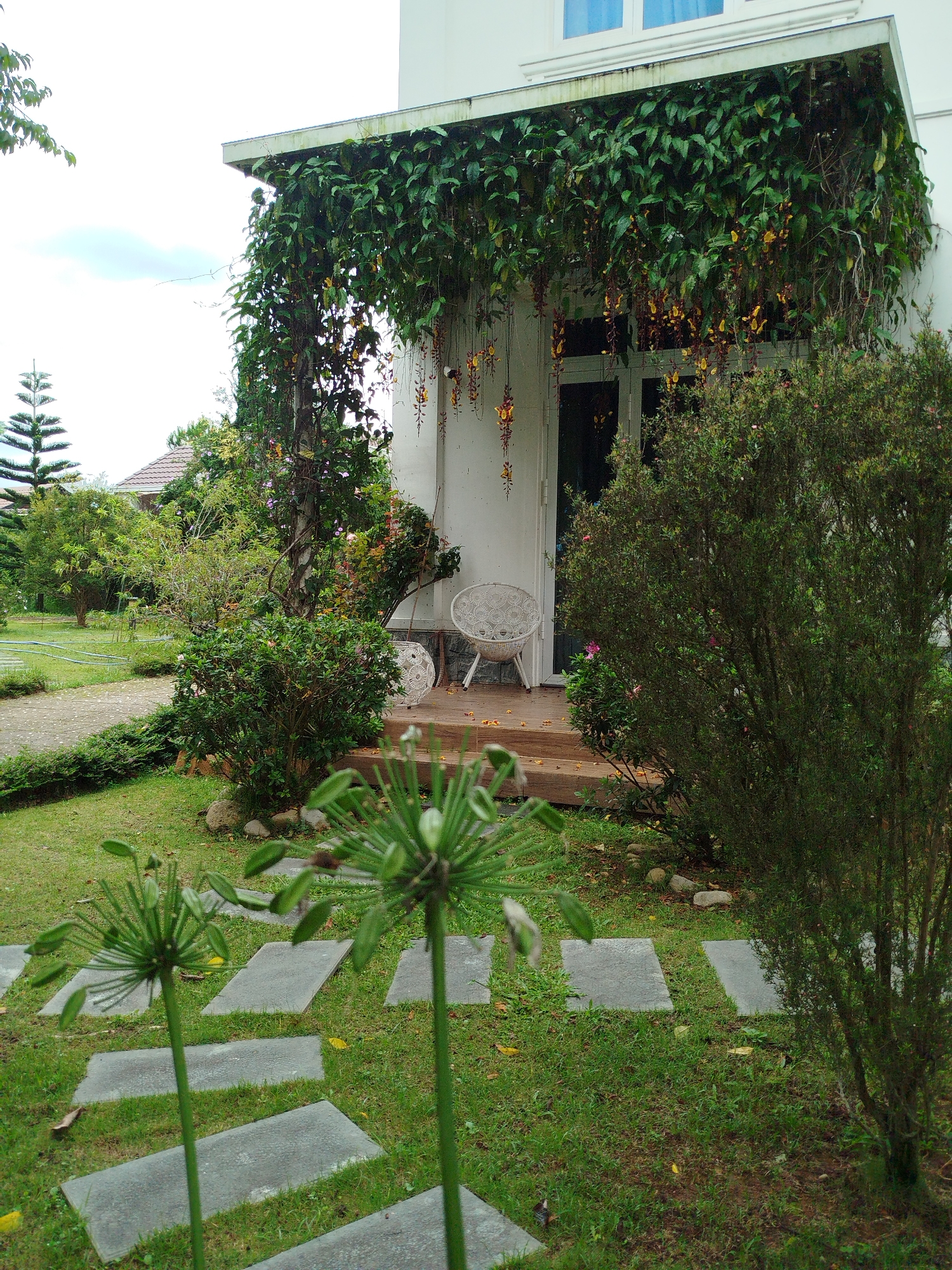 The image presents a residential scene in Da Lat, Vietnam. A white, two-story house features an awning draped with green vines and yellow flowers above a double-door entrance. A wooden deck is visible in front of the doorway, furnished with white wicker chairs. Lush greenery surrounds the house, including bushes, trees, and flowering plants. A stone path leads across a grassy lawn toward the house. Foreground elements include tall, green seedpods or flower structures. The overall atmosphere is tranquil and suggests a well-maintained garden setting.