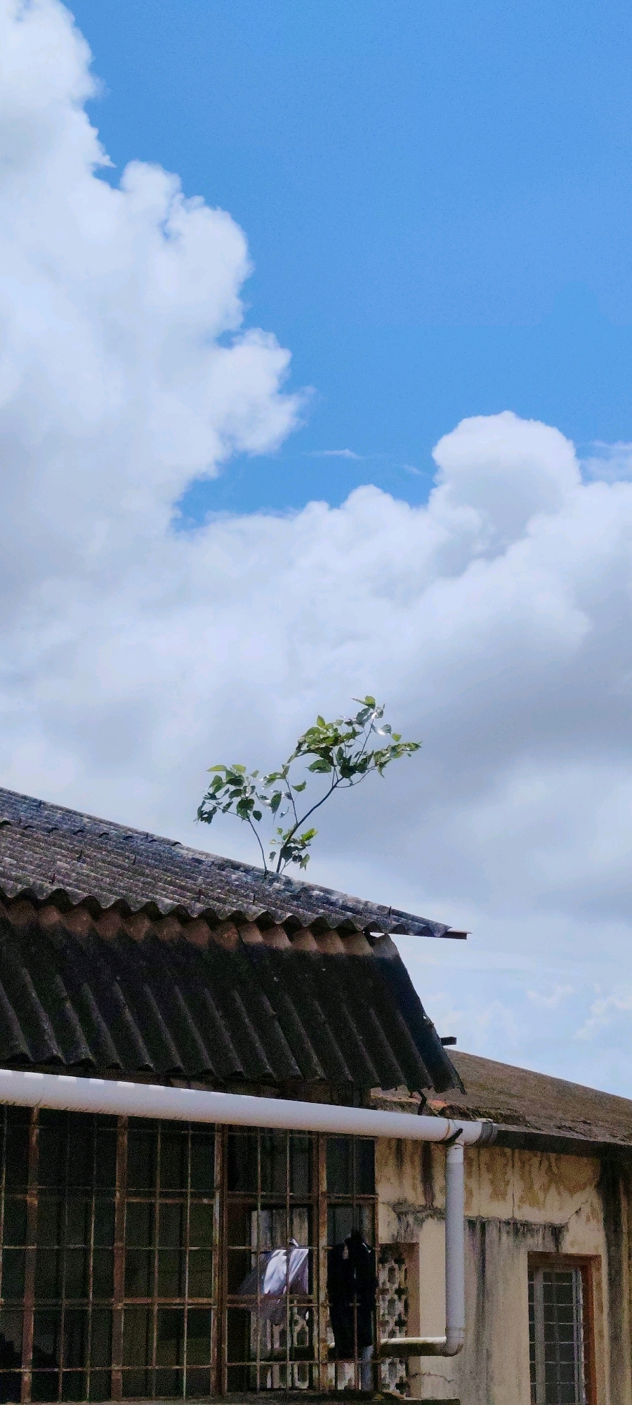 A tree with green leaves grows from the weathered, corrugated roof of a building. The roof is dark gray and appears to be old and somewhat damaged, with sections missing or cracked. Below the roof, a building facade is visible, painted in a yellowish-beige color with dark water stains and patches of peeling paint. A large window with a rusty, criss-cross metal grate covers a significant portion of the lower building. Inside the window, white and dark garments are hung up to dry. A white pipe runs horizontally across the top of the window and then vertically down the side of the building, connecting to a gutter. Another smaller window with a similar metal grate is visible on the right side of the building. The scene is set against a bright blue sky with scattered, fluffy white clouds. The overall impression is one of an urban setting in Belagavi, India, where nature is finding a way to grow even in unexpected places on an old structure.