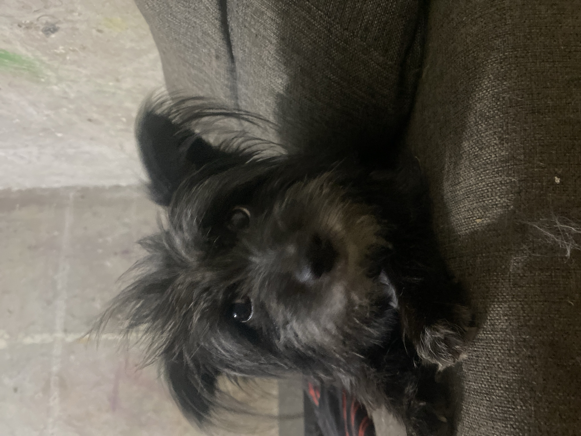 A medium-close up shot shows a small, black, scruffy-haired dog with its head and front paws on a dark gray sofa. The dog's fur is messy, with strands sticking up around its head and ears. Its eyes are dark and rounded, and it appears to be looking directly at the camera. The background is a lightly textured, light-colored wall with some indistinct colored markings. The dog is positioned on the left side of the frame, with the sofa filling the right side and foreground. The overall lighting is dim. The scene is not specific to Samara, Russia, or any identifiable city.