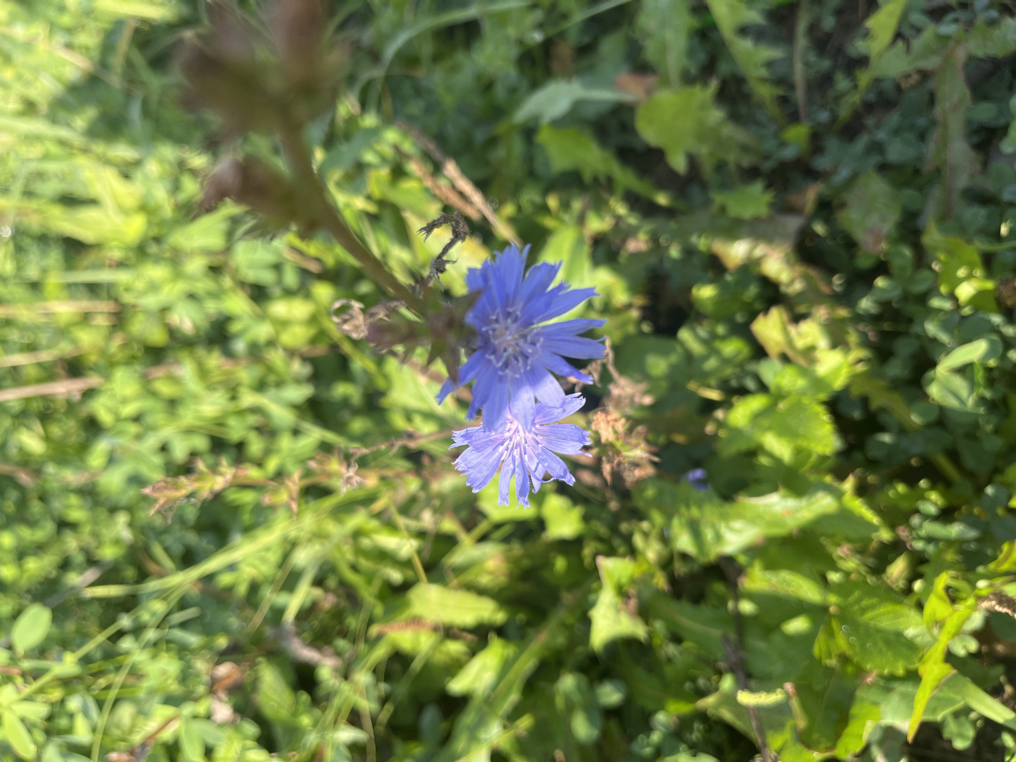 The image shows two blue chicory flowers in focus, set against a background of green foliage. The flowers are located in a grassy area, possibly a park or a roadside verge. There are no people or animals visible in the image. The lighting suggests it is daytime, with sunlight dappling through the leaves. The scene is natural and appears to be in an outdoor urban setting, consistent with the city of Ufa, Russia.