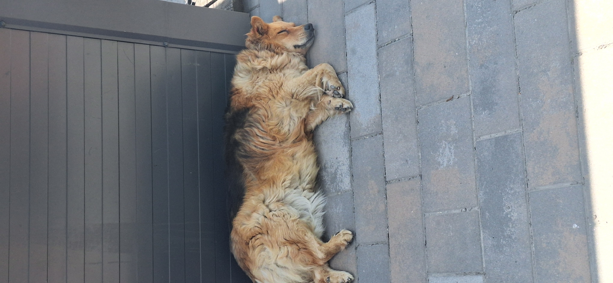 A medium-sized dog with tan and dark brown fur is sleeping on a paved surface. The dog is lying on its side with its eyes closed and its paws tucked in. The paving stones are rectangular and gray. Behind the dog is a dark gray, corrugated metal wall. The image appears to be taken outdoors during the daytime, as indicated by the shadows and the lighting. No people are visible in the image. The location is identified as Bila Tserkva, Ukraine.