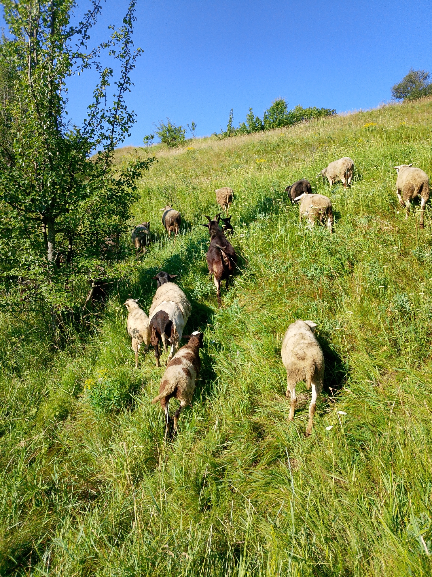 In a rural outdoor setting, a herd of sheep and goats are grazing on a grassy hillside under a clear blue sky. The hillside is covered in tall, green grass and scattered with small white wildflowers. A large tree with green leaves stands on the left side of the frame, casting a shadow on the grass. The animals are spread out across the hillside, some facing away from the camera and others towards it. The lighting suggests it is daytime, likely late morning or early afternoon, with the sun casting shadows.