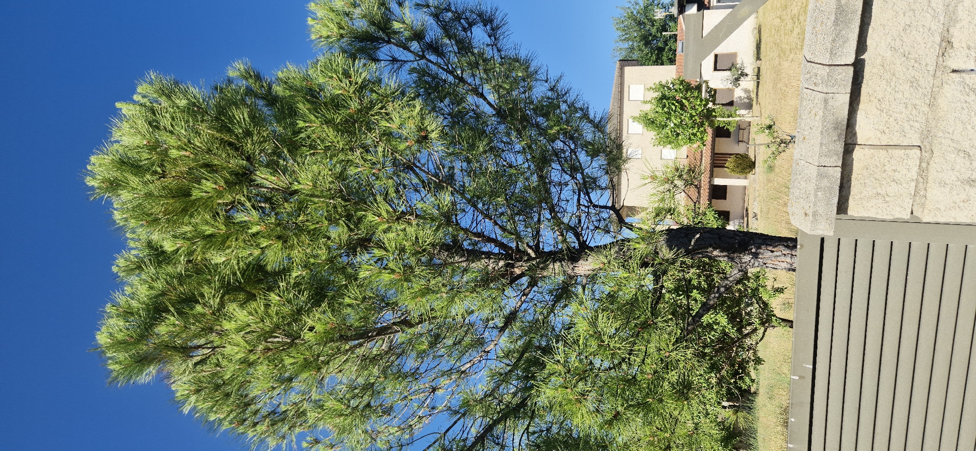 This is a vertical, eye-level, outdoor photograph taken on a clear day with a bright blue sky in Navaluenga, Spain. The foreground features a grey slatted fence and a rough-hewn stone pillar. Dominating the mid-ground is a large pine tree with a textured, dark brown trunk and a full canopy of vibrant green needles. Behind the tree, a two-story building with a light-colored facade, terracotta-tiled roof, and white-framed windows is visible. There is a smaller building with a similar roofline to the right of the main structure. A sparse, dry grassy area with scattered small bushes lies between the fence and the buildings. No people are present in the scene. The lighting suggests it is daytime, casting shadows from the tree onto the ground.