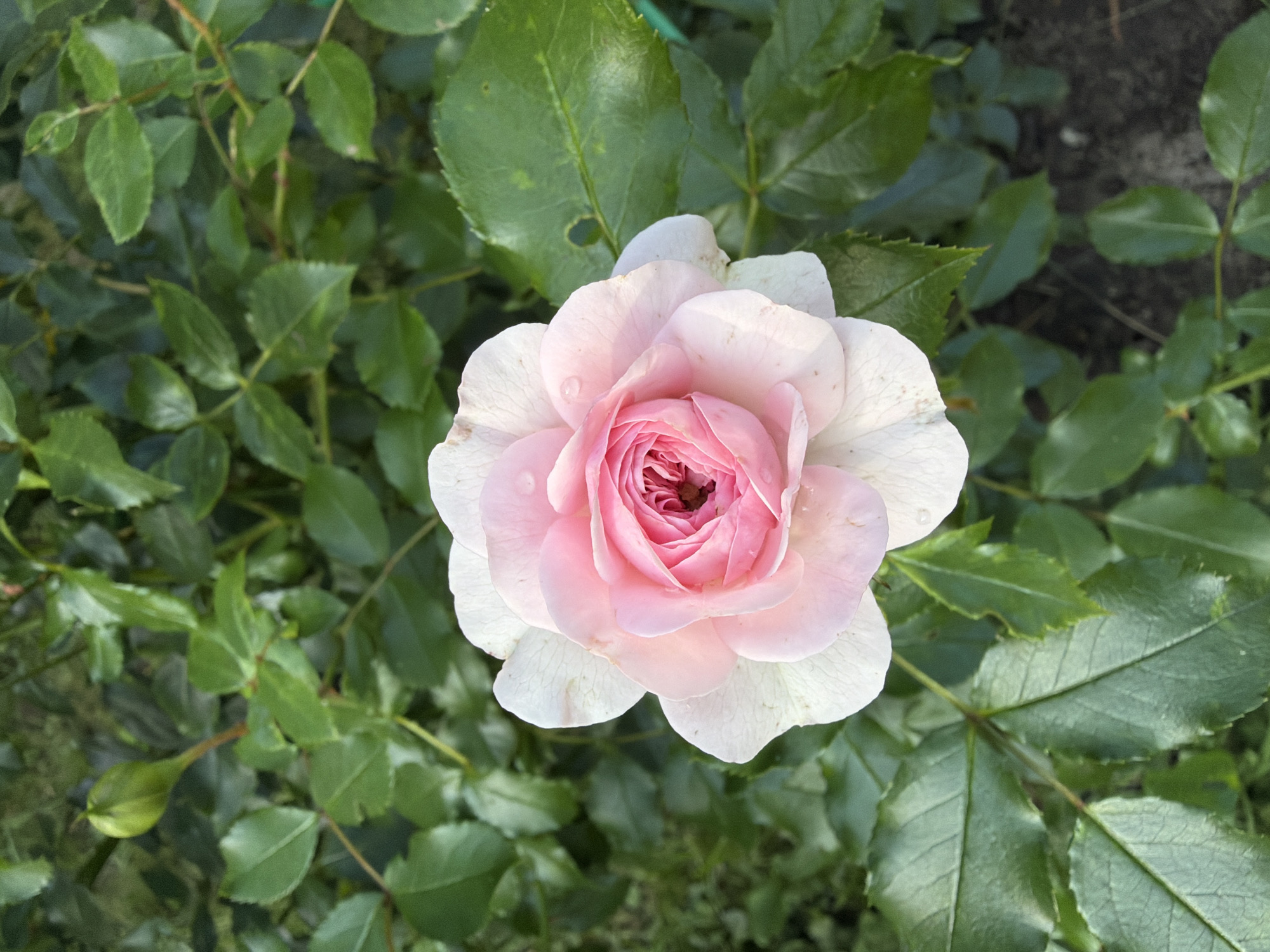 A close-up, top-down shot captures a delicate pink and white rose in full bloom, set against a backdrop of lush green foliage. The rose, centrally positioned, exhibits tightly packed petals in the center, transitioning to broader, lighter pink and white outer petals. Tiny water droplets are visible on the petals. The surrounding leaves are varied in size and shape, creating a dense, natural garden setting. The soil is visible in some areas at the bottom right, indicating an outdoor environment. No people are present in the image.