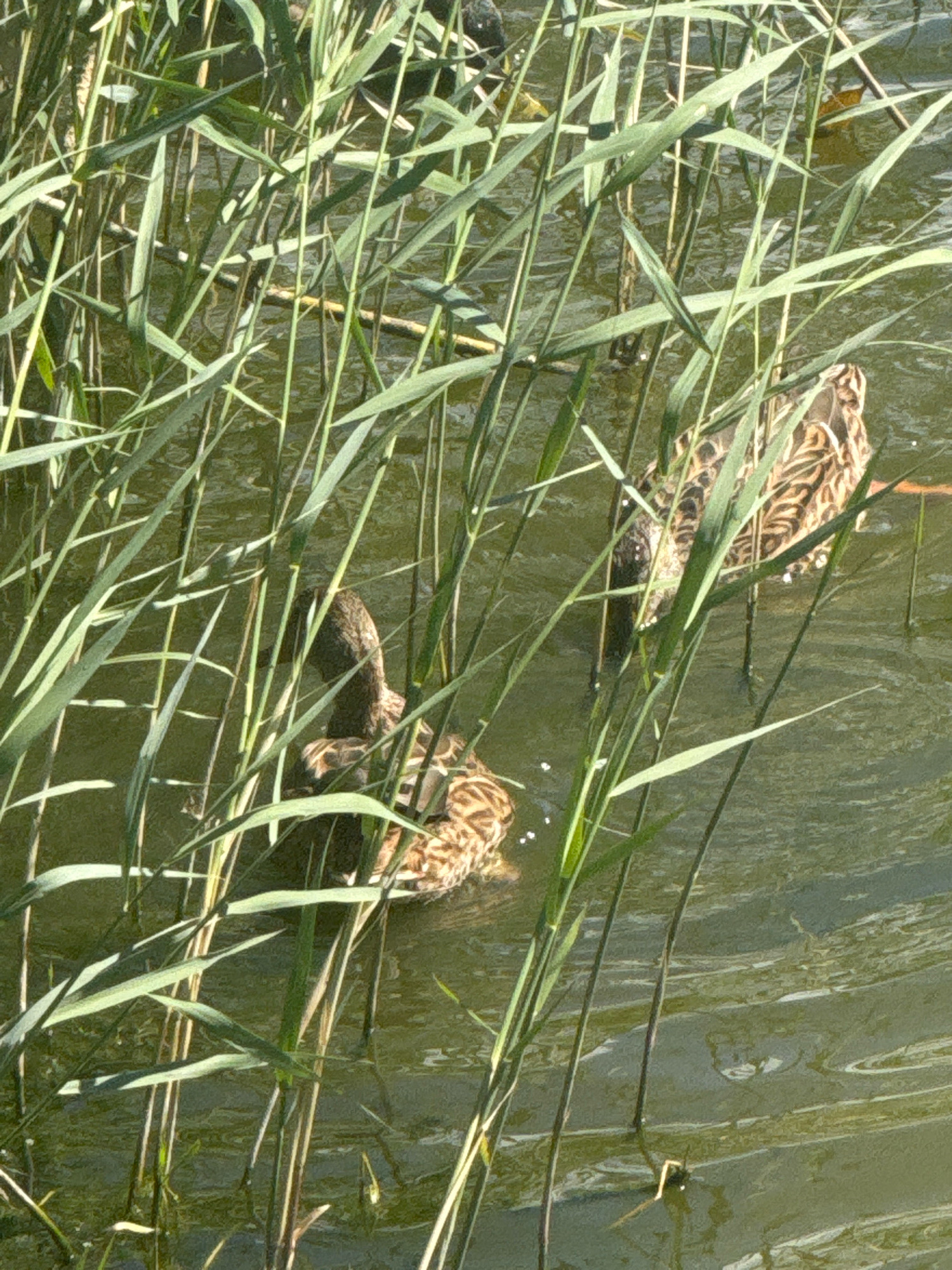 A close-up, overhead shot captures a shallow body of water with reeds growing in and around it. Two mallard ducks are partially visible amongst the reeds. One duck, on the right side of the frame, is swimming to the right, with its head turned slightly to the left and its body mostly submerged. Its plumage is brown and black with some lighter speckles. The second duck, on the left side of the frame, is facing left, with its head and neck visible above the water. Its plumage is similar to the first duck. The water is a murky green-brown and reflects the light. The reeds are tall and green, with some dry brown stalks interspersed among them. The scene appears to be in a natural or semi-natural environment.