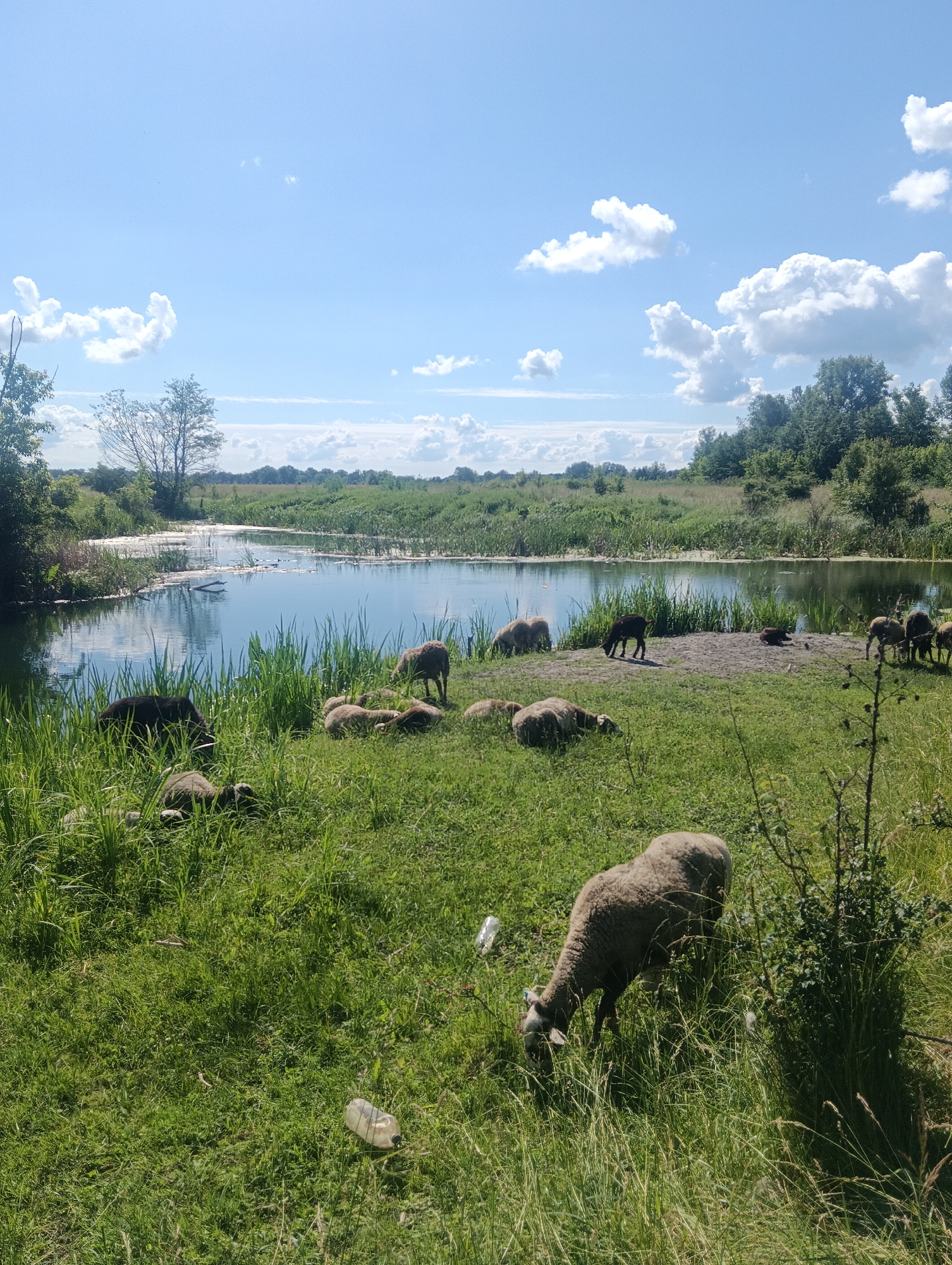A flock of sheep grazes on a grassy bank next to a calm body of water under a bright blue sky with scattered white clouds. The landscape is lush and green, with tall grass and trees visible in the background, suggesting a rural or natural setting. Some of the sheep are lying down, while others are actively eating. A dark-colored pig is partially visible among the tall grass on the left side of the image. There are also a couple of plastic bottles scattered on the grass, indicating human presence or litter. The scene is illuminated by sunlight, creating shadows and highlighting the textures of the grass and water.