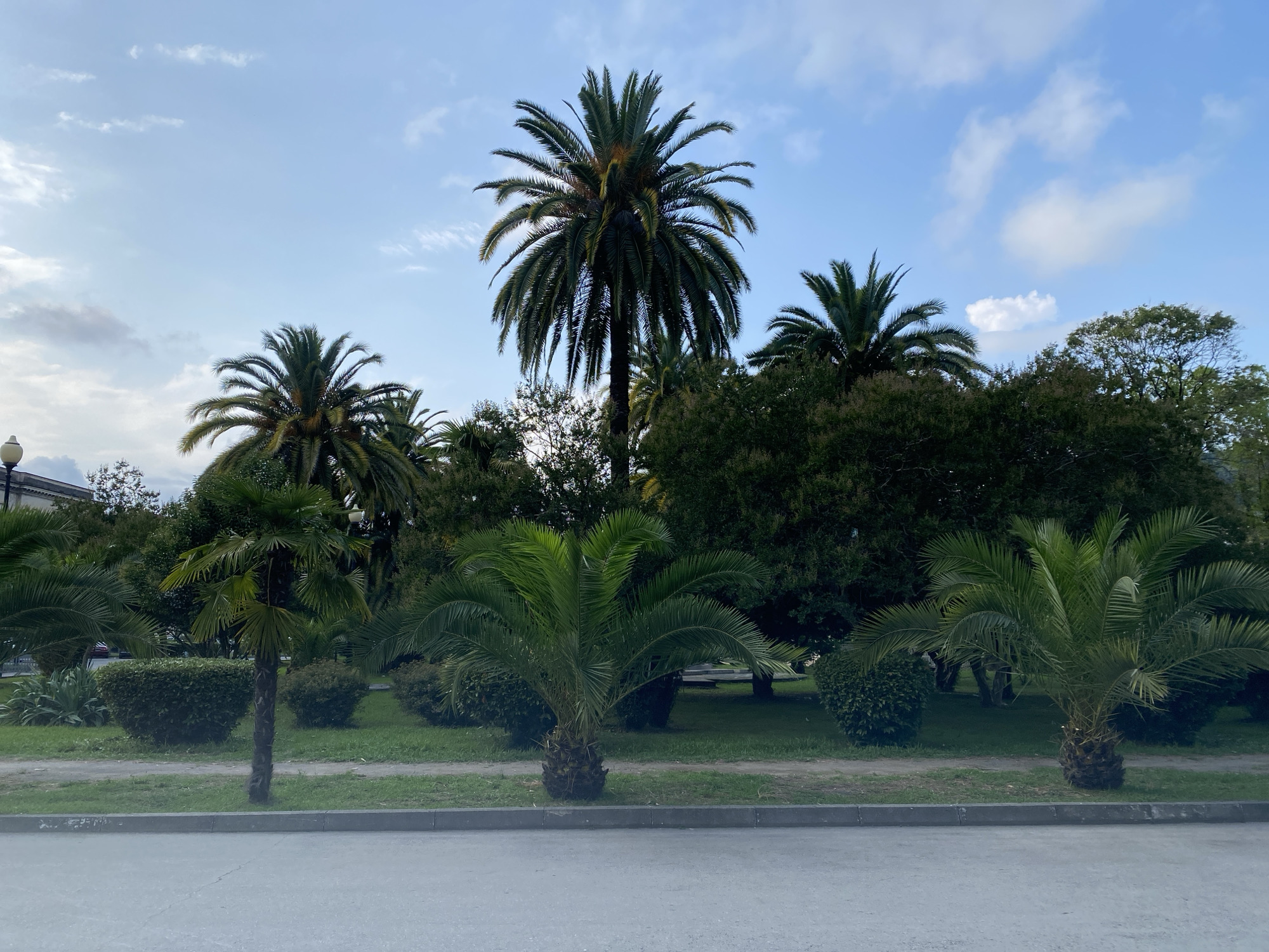 The image depicts a park-like setting with several palm trees of varying sizes. In the foreground, a paved surface, likely a sidewalk or road, extends across the bottom of the frame. Behind this, a manicured lawn is visible, bordered by a grey curb. Several smaller palm trees with bushy fronds are scattered throughout the lawn, along with neatly trimmed bushes. In the background, larger, more mature palm trees reach towards a bright blue sky dotted with white clouds. A dense line of dark green foliage, presumably more trees and bushes, forms a backdrop for the palm trees. The overall impression is of a well-maintained public space, possibly a boulevard or park in a city with a subtropical climate. Given the context of Sokhumi, Abkhazia, this scene likely represents a typical urban landscape within the city, known for its lush vegetation and palm-lined streets. There are no people or animals visible in the image.