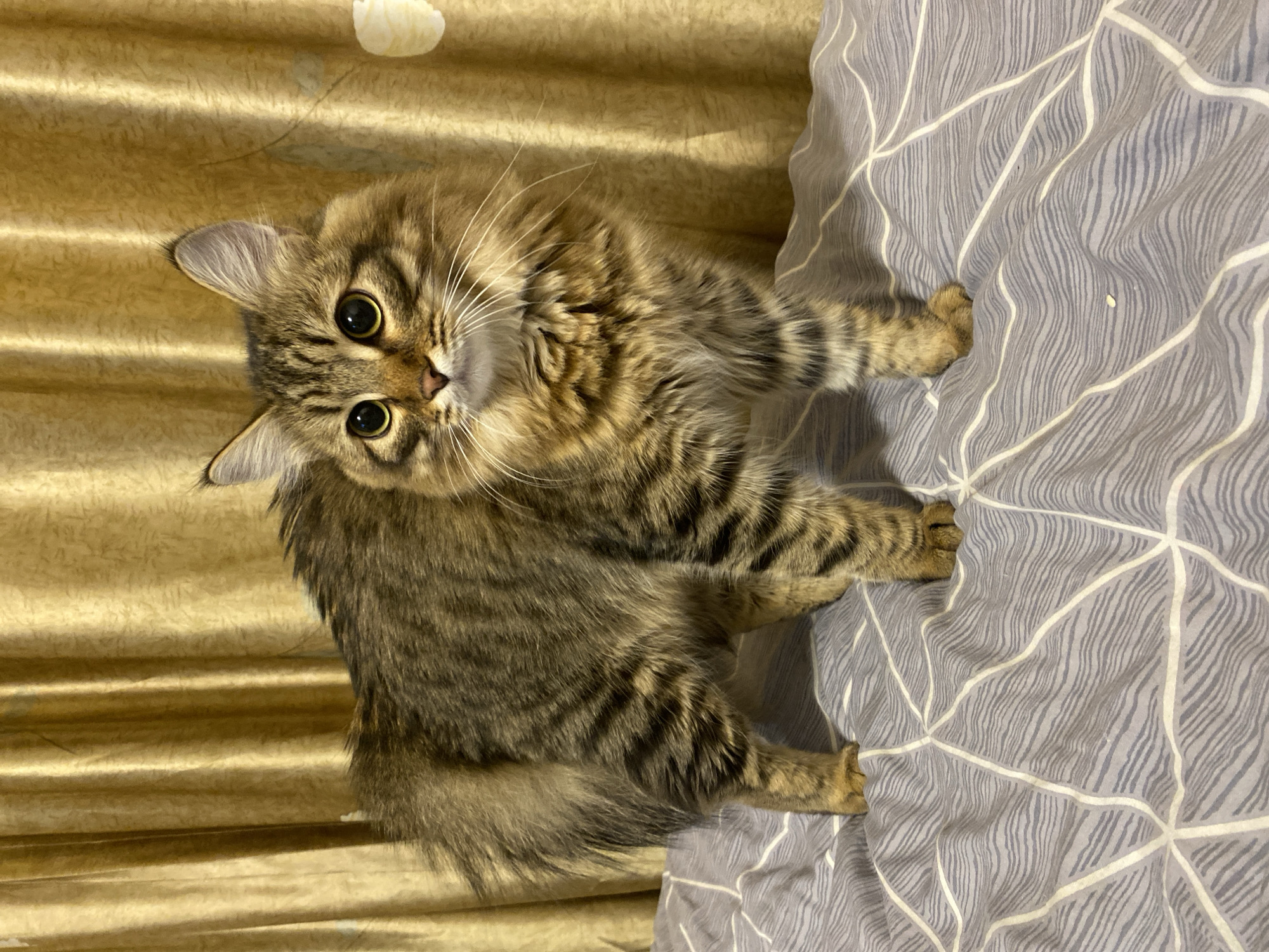 A medium-long-haired brown tabby cat with golden eyes sits on a gray and white patterned bed or cushion. The cat is oriented towards the viewer, its head tilted slightly to the left. The cat is positioned to the right side of the image, with the gray and white patterned material extending diagonally across the lower right of the frame. To the left of the cat is a gold-colored fabric with subtle vertical stripes. The cat's tail is visible behind it, and it seems to be resting its paws on the patterned surface. The cat's gaze is directed forward with a curious expression. No humans or specific identifying landmarks indicative of Chaikovsky, Russia, are visible in the image.