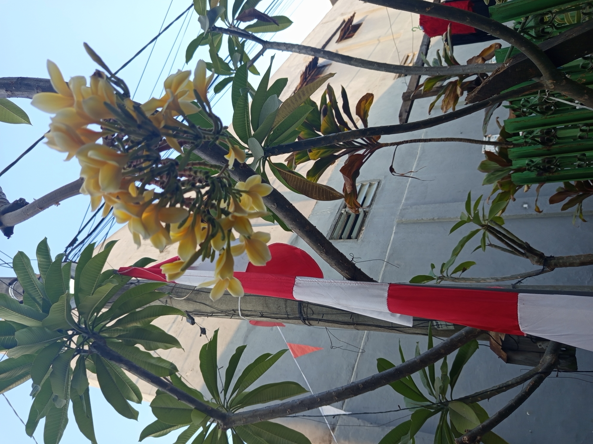In Malang, Indonesia, a close-up, low-angle shot captures a flowering frangipani tree with pale yellow blooms in the foreground, set against a backdrop of a light blue sky. Partially visible behind the tree is a utility pole with electrical wires. A red and white Indonesian flag, partially unfurled, hangs from the pole. In the background, a light gray building with a ventilation grate is visible, along with some triangular red and white bunting. Several other plants, including some with reddish-brown leaves, are also present. The image is focused on the plants and flag, with the building and sky providing context.