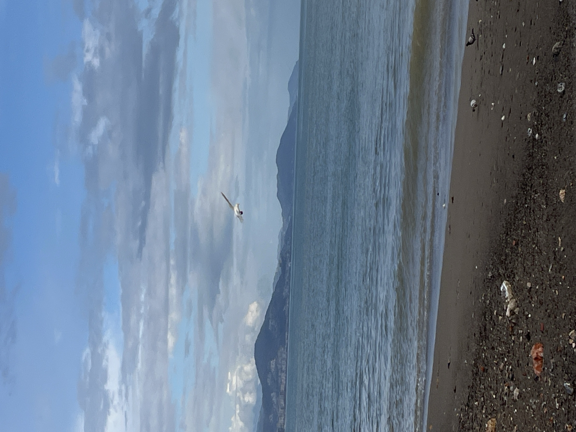 The image presents a coastal scene. A bird is in flight, with mountains visible in the background. A beach borders the water. It is daytime. Based on the location, the image is likely from Alanya, Turkey. The dark-colored sand suggests volcanic origins. The sky is partly cloudy.