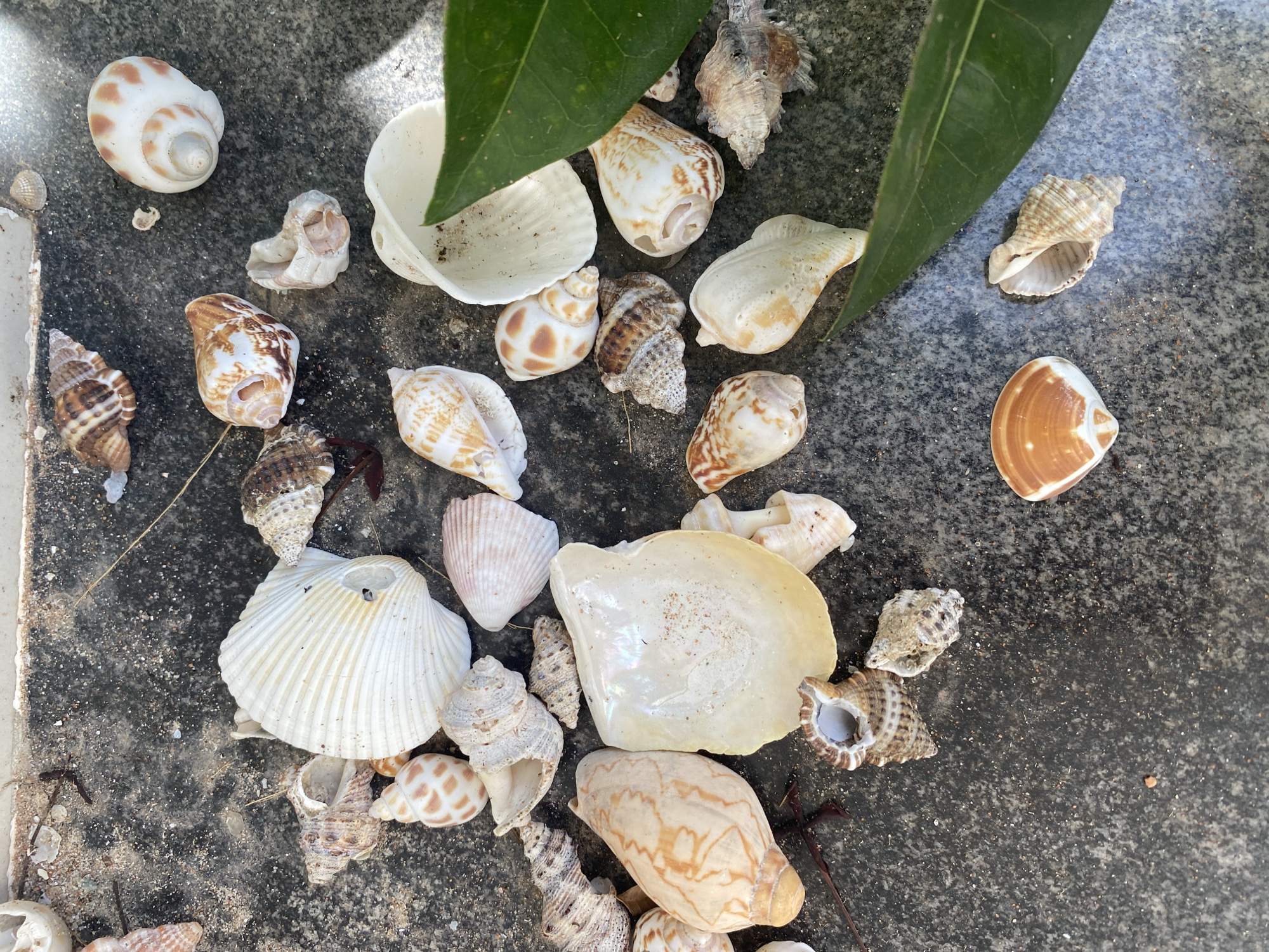 A collection of seashells, varying in size, shape, and color, are scattered across a dark, speckled surface. Some shells are intact, while others are broken. A few green leaves are also present in the frame. The scene appears to be outdoors, possibly on a beach or a paved area near the coast in Mũi Né, Vietnam. No people are visible.