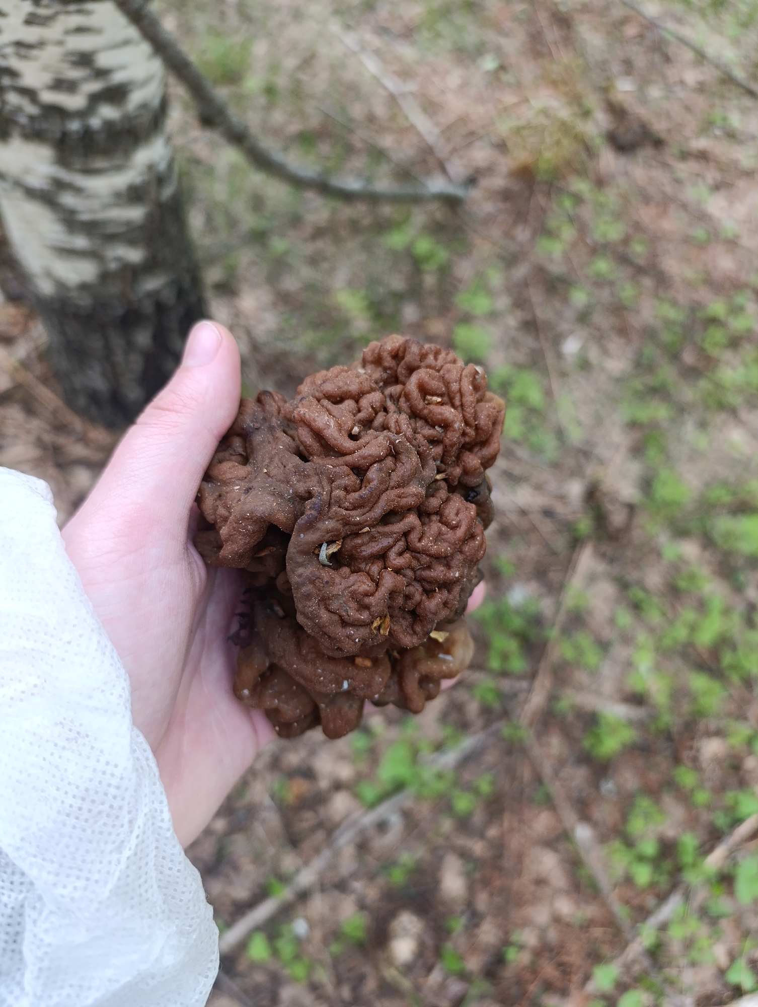 A hand holds a dark brown mushroom with a convoluted, brain-like surface. The hand is partially covered by a white, textured fabric, possibly part of a sleeve or glove. Behind the hand, there is a birch tree with its characteristic white bark and dark markings. The background consists of leaf litter and sparse vegetation, suggesting a forest or wooded area. The location is not discernible from the provided information.