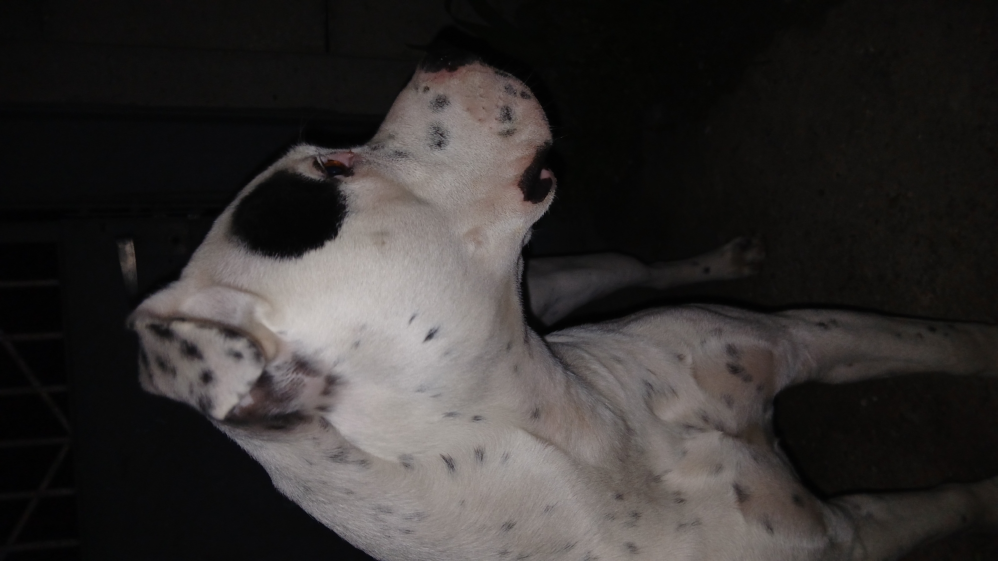 The image shows a white dog with black spots, lying down with its head tilted upward. The background is dark and indistinct. The location is unknown.