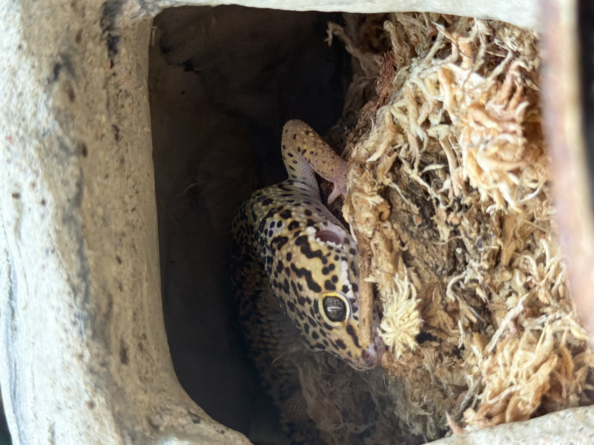 An adult leopard gecko is nestled within a humid hide, a common enclosure element for reptiles. The gecko, characterized by its distinctive yellow and black spotted pattern, is resting on a bed of moist sphagnum moss. The hide itself appears to be a textured, ceramic structure, providing a dark and secure environment. The image captures the gecko in profile, with its head turned towards the viewer, its eye visible. The background is dark and indistinct, emphasizing the gecko and its immediate surroundings. The scene is consistent with a pet reptile habitat and there is no indication of the city of Niagara Falls, Canada, or any urban environment.