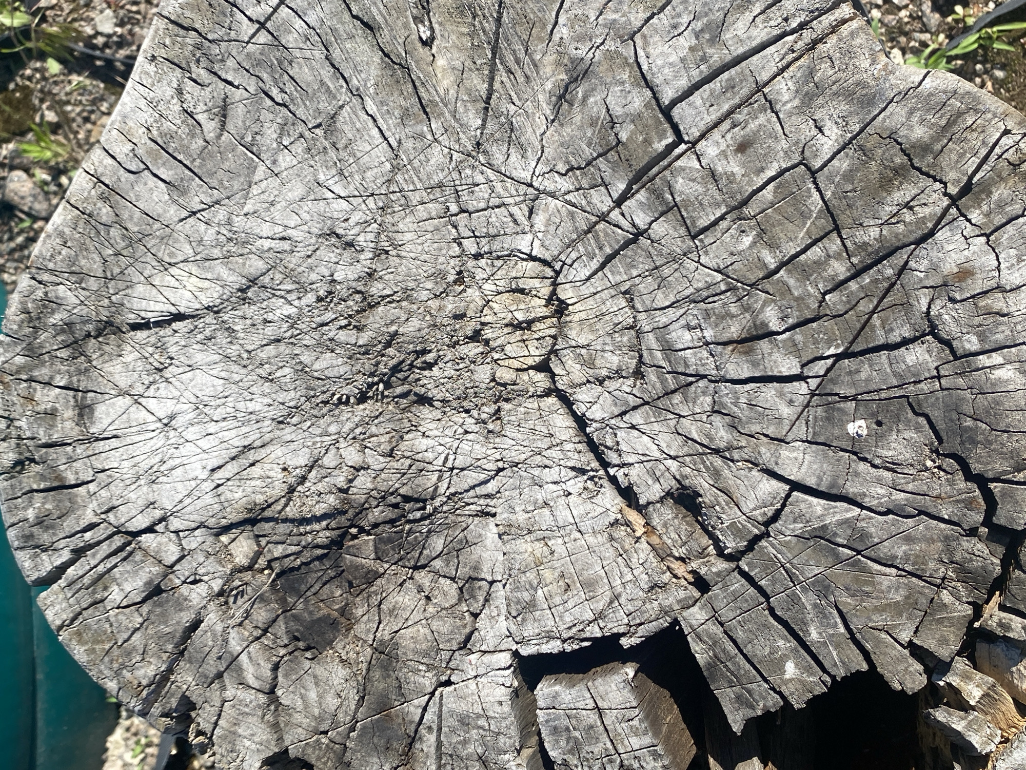 The image is a close-up, top-down view of a weathered, gray tree stump. The surface of the stump is heavily textured with numerous cracks and fissures, forming a complex pattern. There are some darker patches on the wood, possibly due to age or exposure to elements. The surrounding environment is visible at the edges of the frame, showing ground covered with dirt and some sparse green vegetation. A sliver of a turquoise surface, possibly water or painted metal, is visible in the upper left corner. No people, actions, or interactions are depicted. The scene appears to be outdoors, likely in a natural or semi-natural setting, potentially in the village of Rozhny, Ukraine, given the provided context.