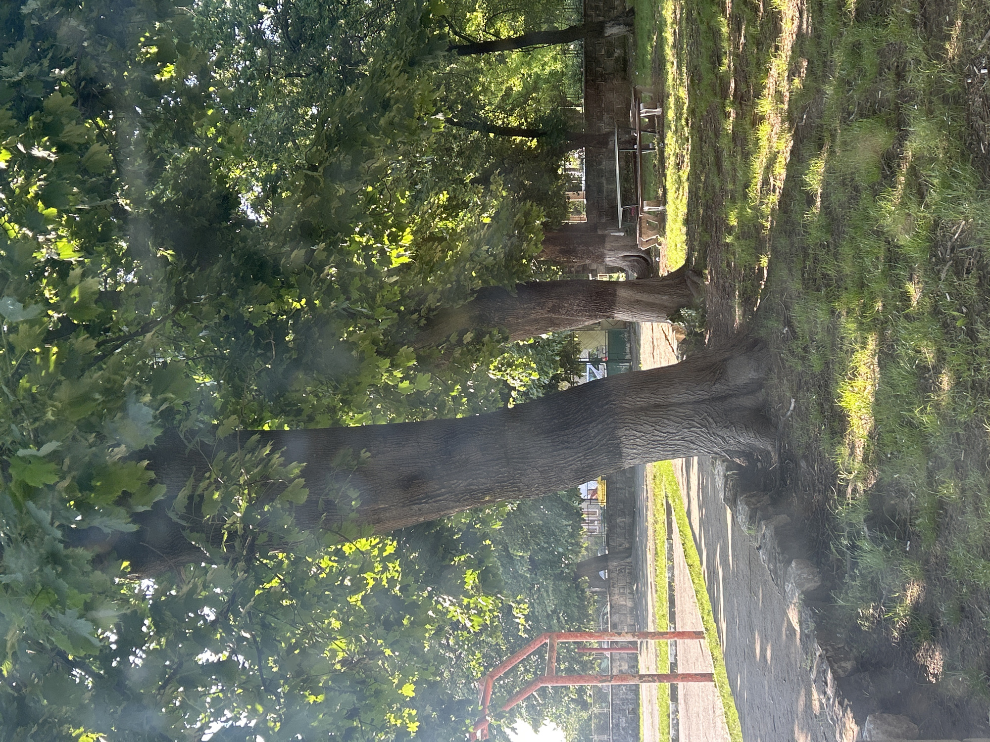 The image captures a park setting in Dve Mogili, Bulgaria. Mature trees with dense green foliage line a sidewalk, creating a shaded area. Adjacent to the sidewalk is a grassy area, and further back, glimpses of park benches and stone structures are visible. An orange metal railing appears in the foreground, partially obscured by the leaves. The image is taken at an angle, making it appear as though the scene is rotated sideways.