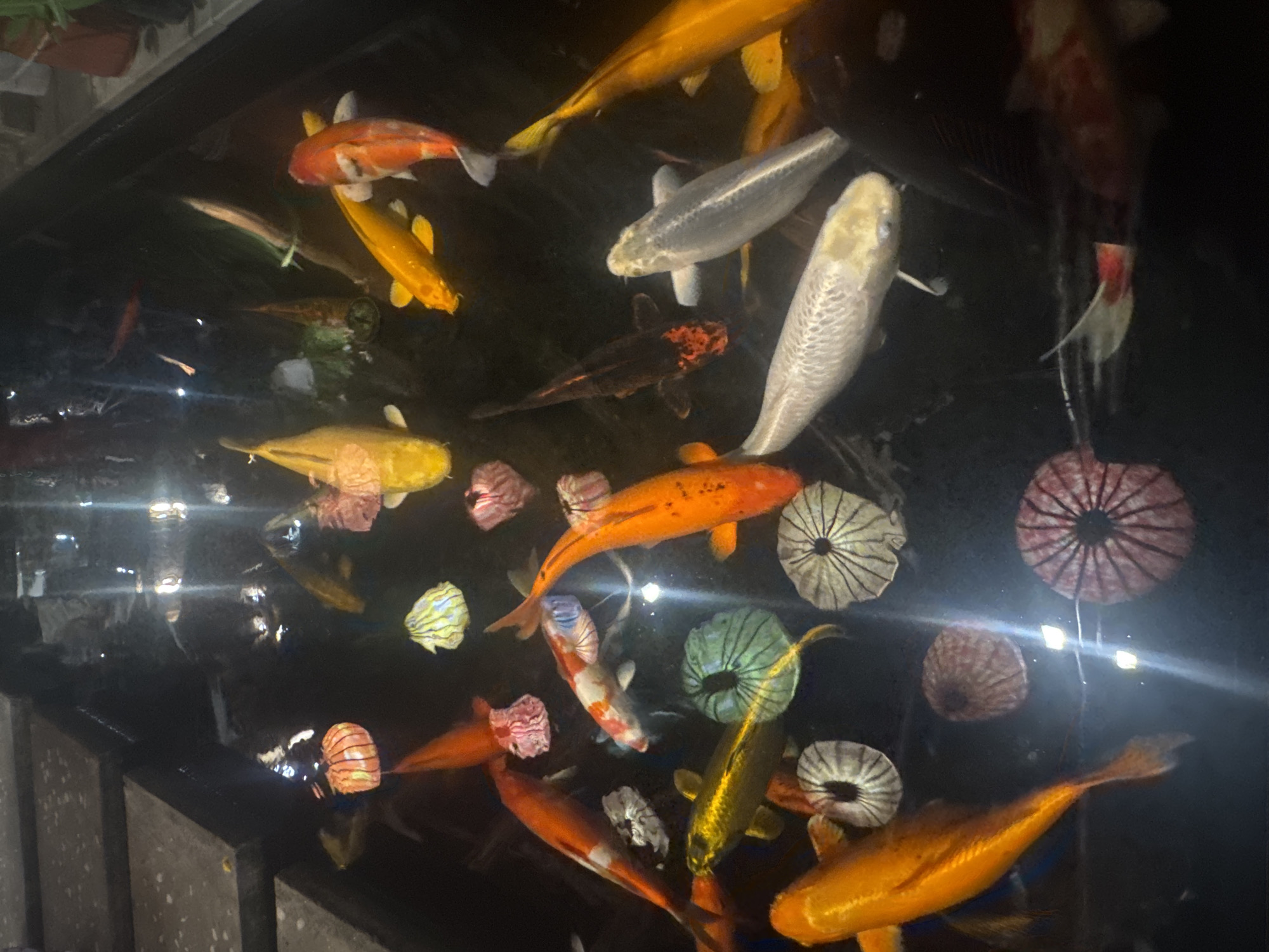 A high-angle shot depicts a dark, reflective pond teeming with numerous koi fish of varying colors, including orange, yellow, white, silver, and black. Decorative items resembling stylized aquatic plants are scattered among the fish. The pond is enclosed, and the image captures the reflections of lights on the water's surface. The location is presumed to be in a city called Unknown, Unknown.