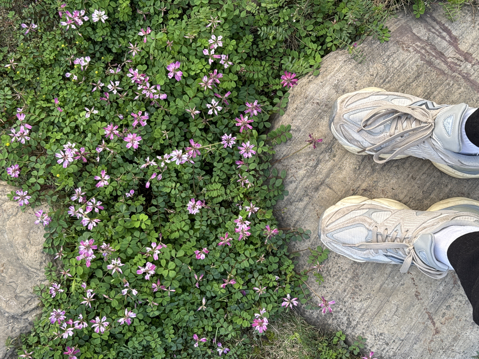 An overhead photograph captures a standing individual's feet on a grey, textured stone surface in Wulingyuan, China. The person wears light-colored athletic sneakers, white socks, and dark trousers. The stone surface occupies the lower third of the frame, with dense green ground cover filling the upper two-thirds and bordering the stone. Numerous small, mostly pink and white bi-colored flowers, alongside a few smaller yellow flowers, are scattered throughout the green foliage. The vegetation appears vibrant and healthy, characteristic of an outdoor natural or landscaped environment.